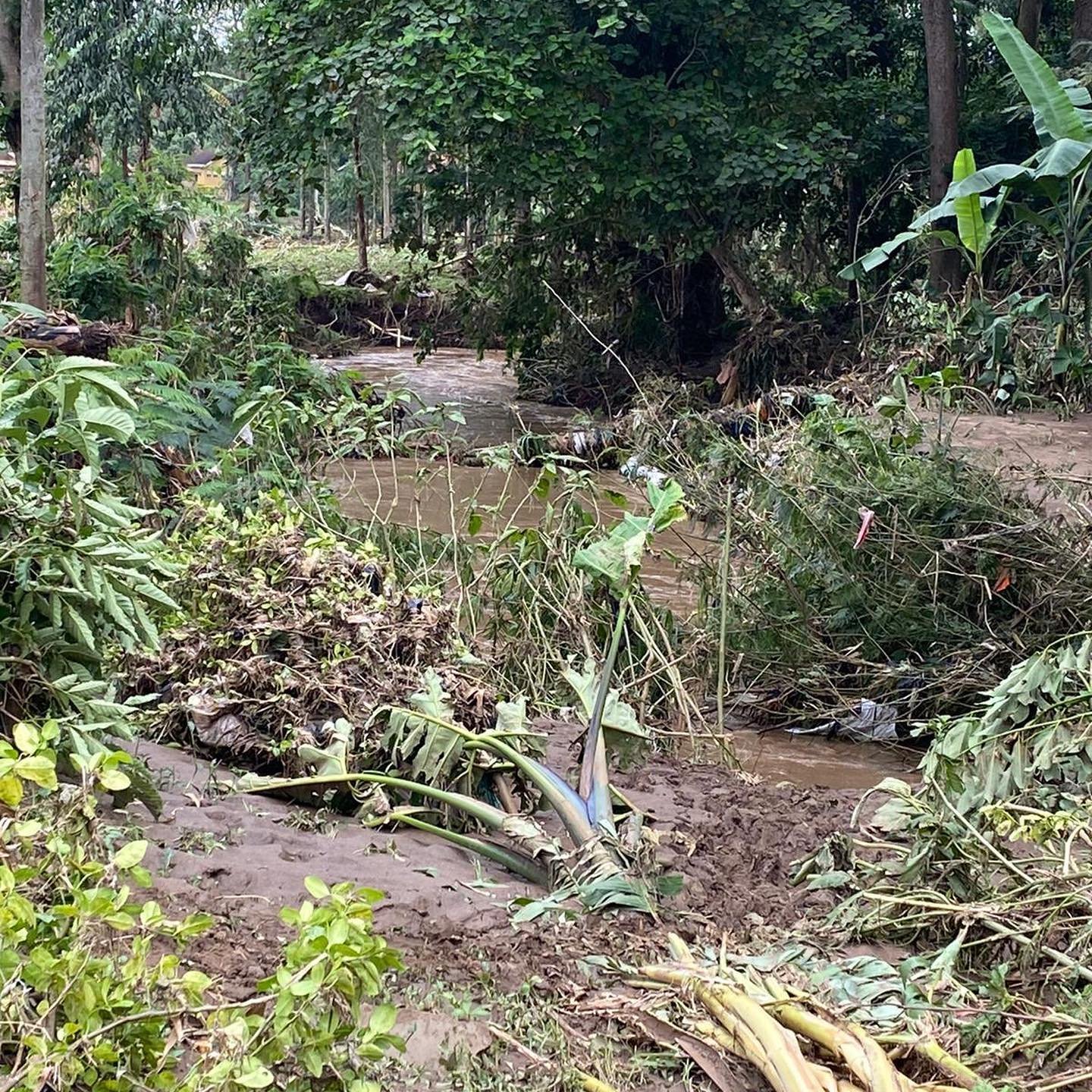 Flooding Tree Damage Uganda 2022.jpg