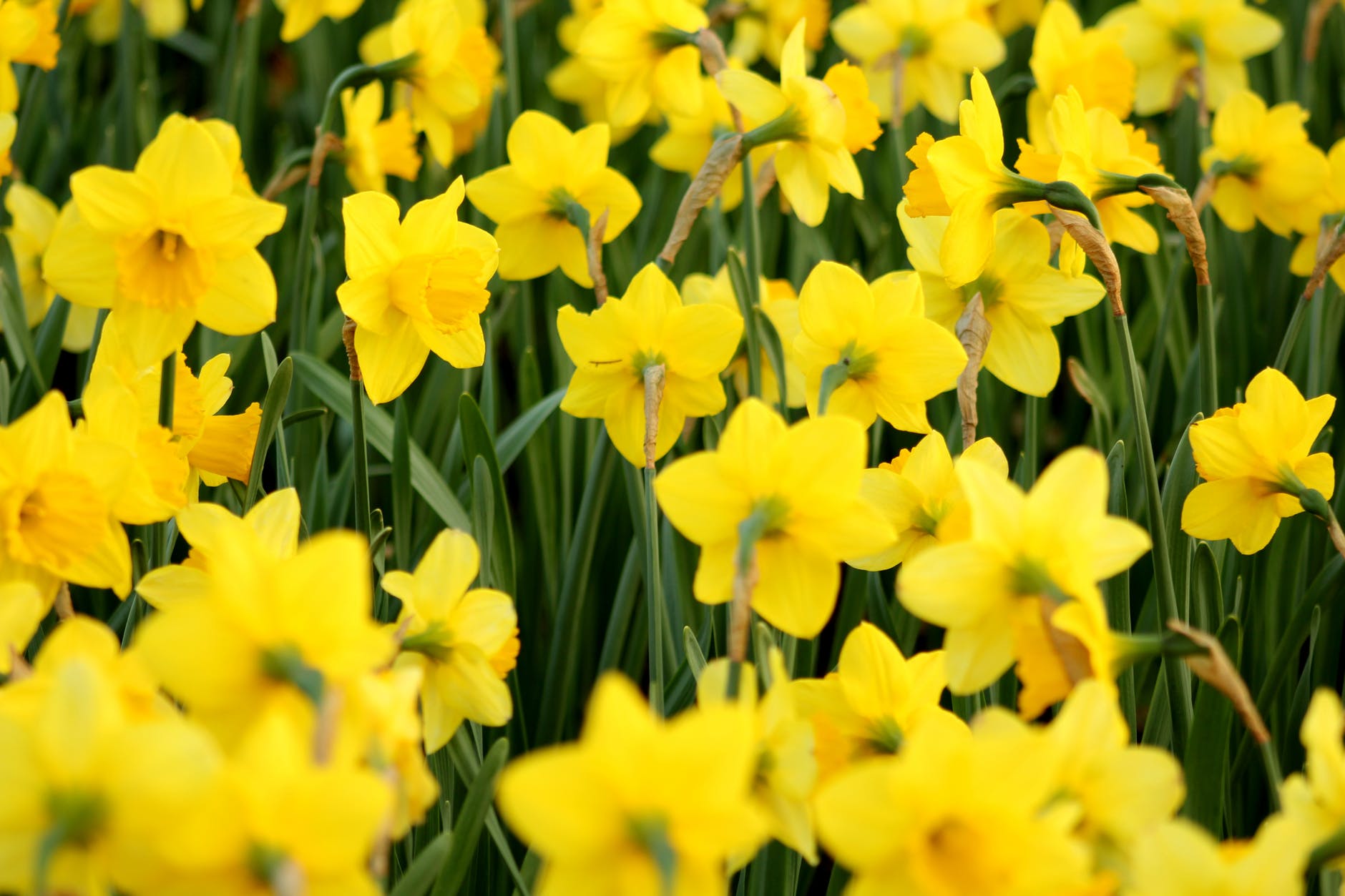 daffs.jpeg