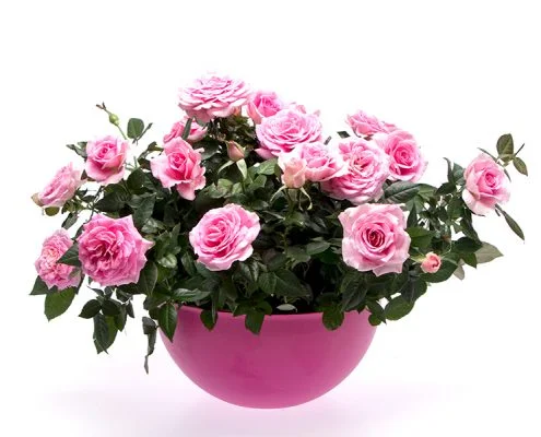 Desiree Q-iRose.jpg