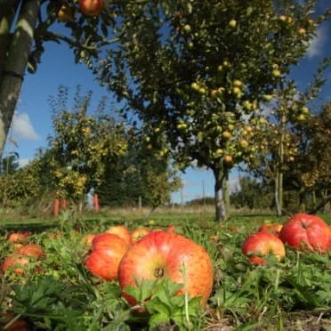Orchards from Apples