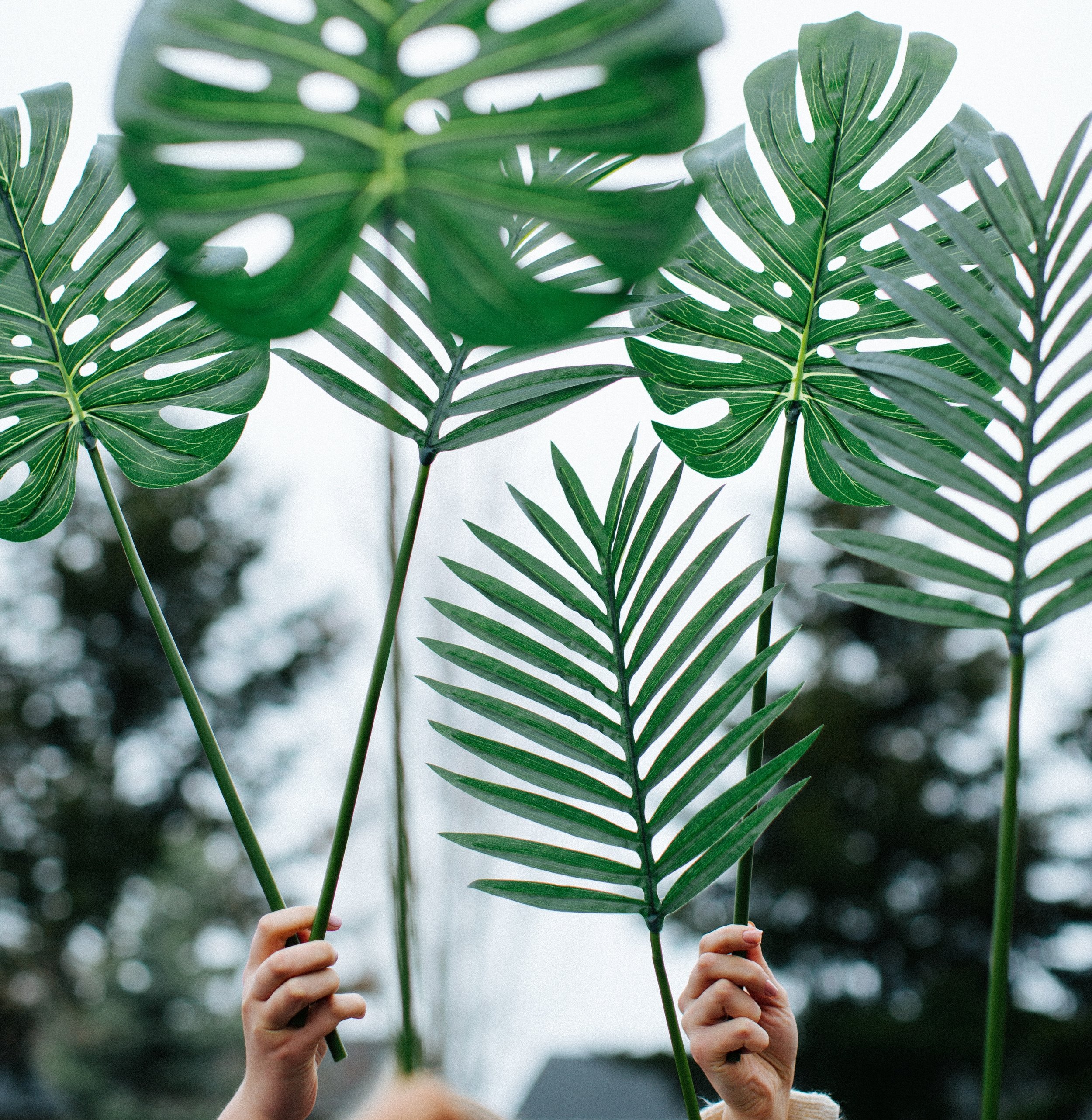 Palm Sunday