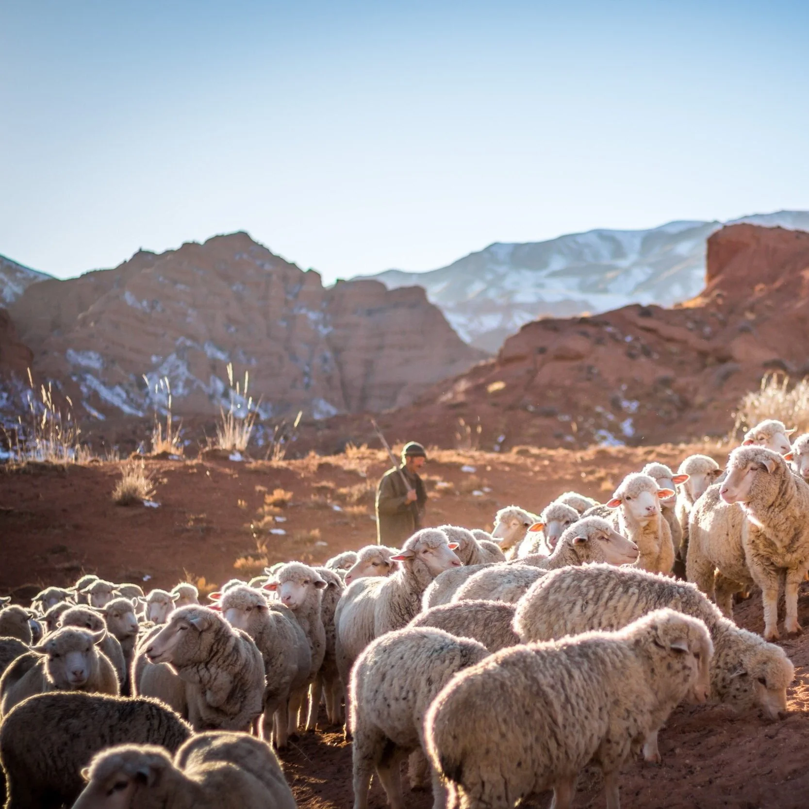 Follow my Leader: Jesus as the Good Shepherd