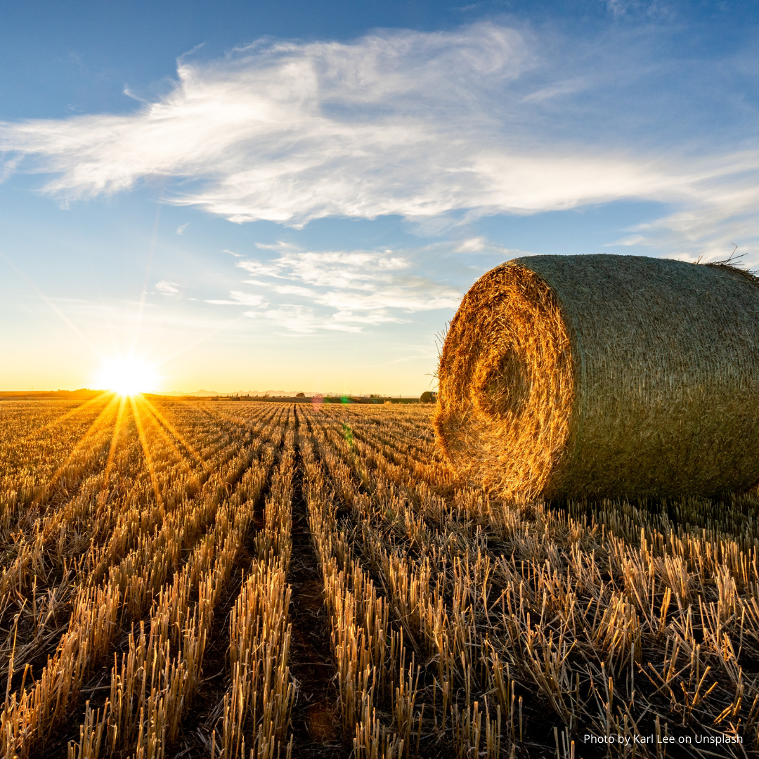 Harvest, 1st October