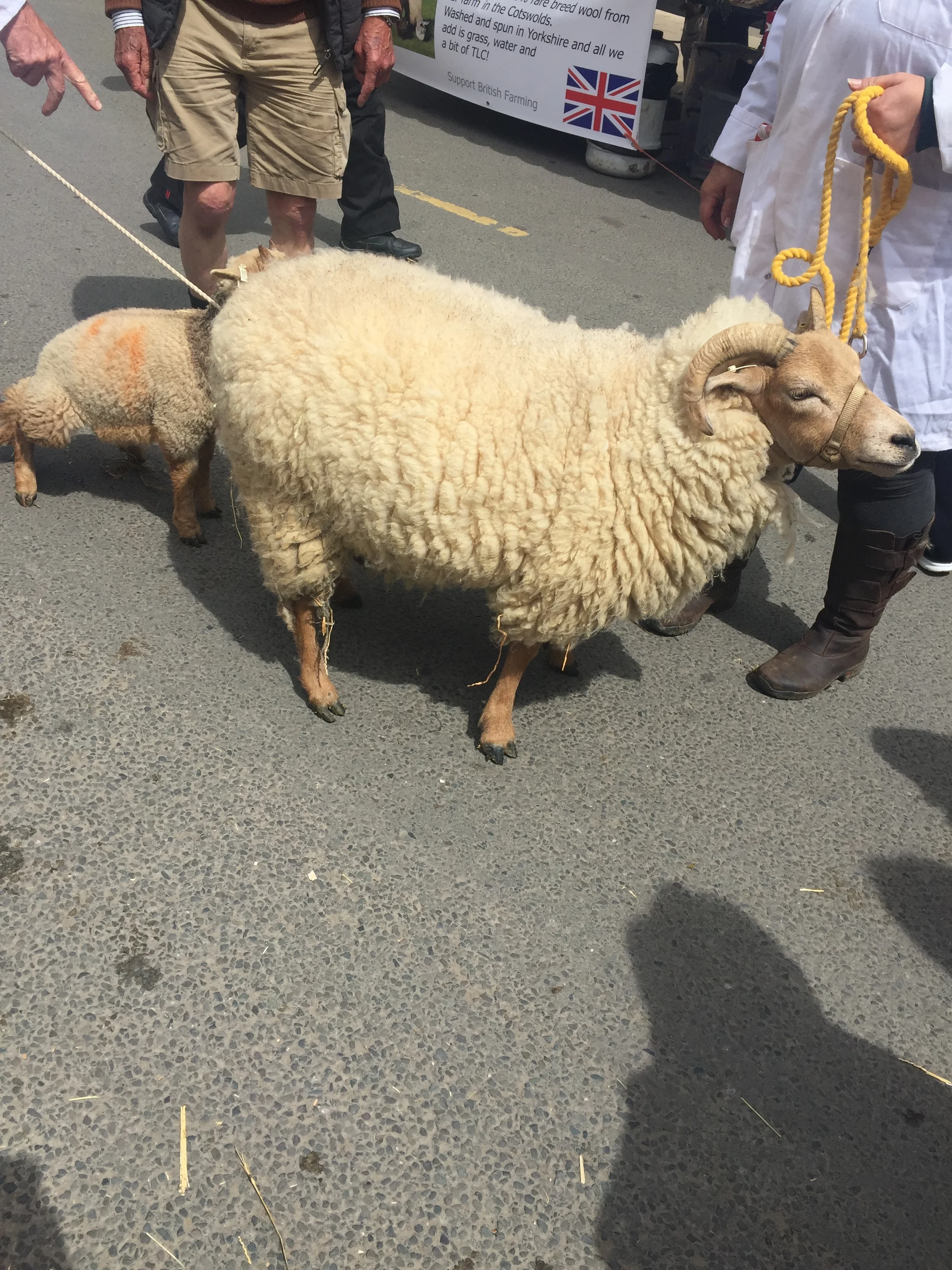 A rare breed ram with curled horns being led on a lead at the Shipston Wool Fair
