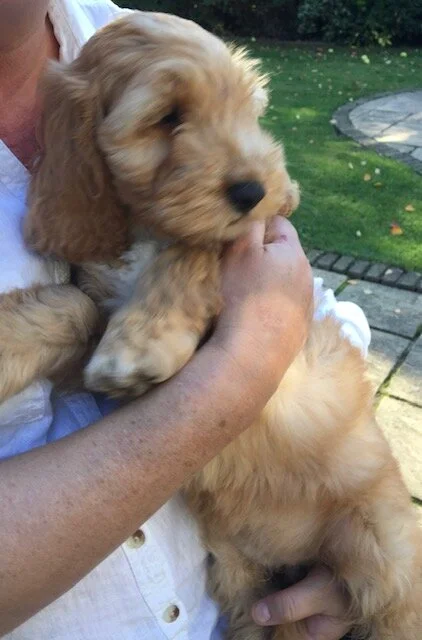 A small, adorable golden-colored puppy being held in someone's arms in an outdoor setting