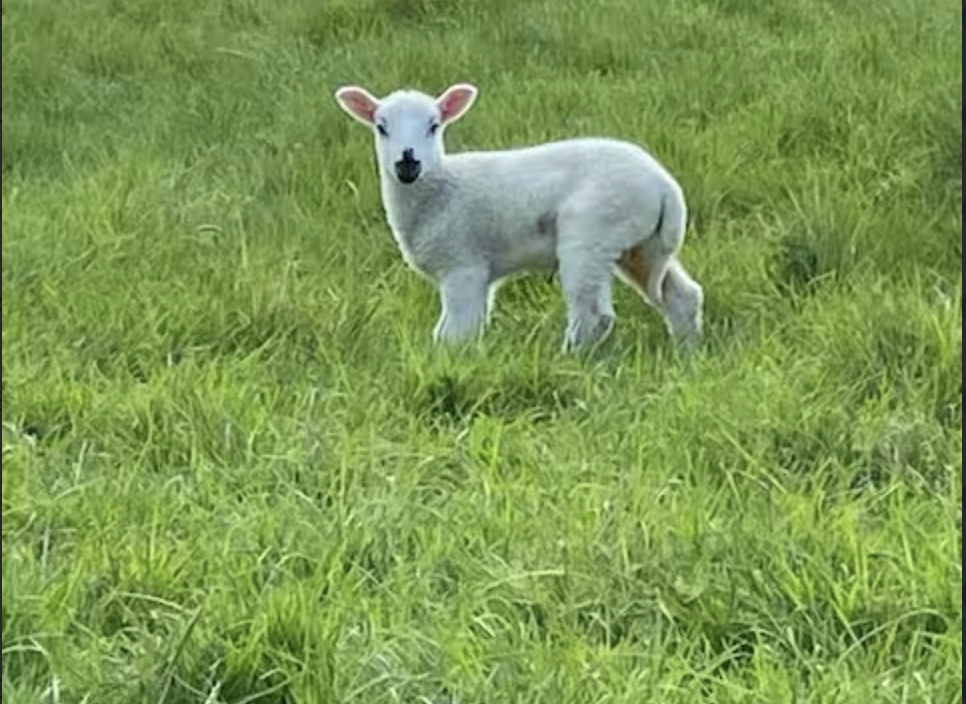 Screenshot 2026-01-05 at 7.50.13 PM.png