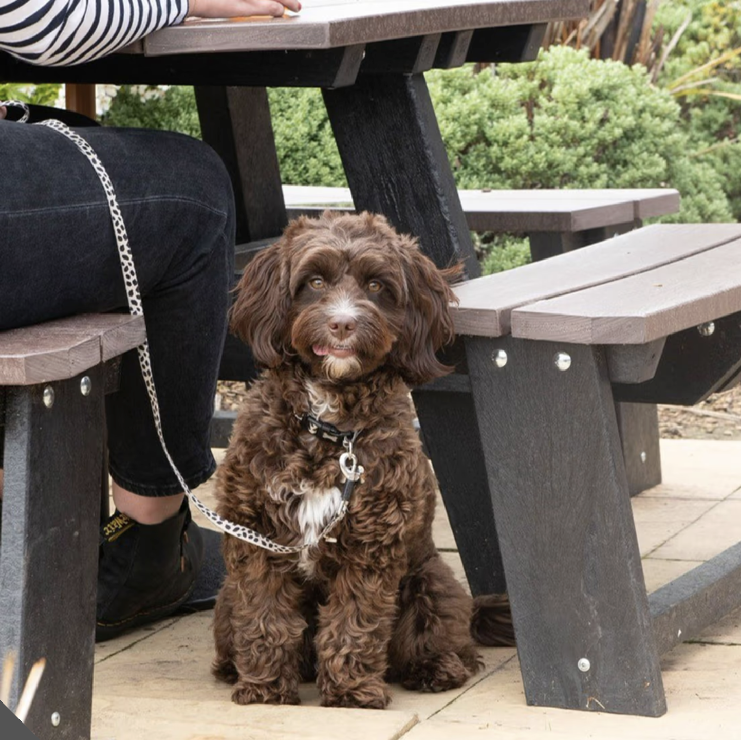 A small, dark-coloured dog sitting patiently under a table at the dog-friendly KIngsbridge Inn in Bourton-on-the-Water