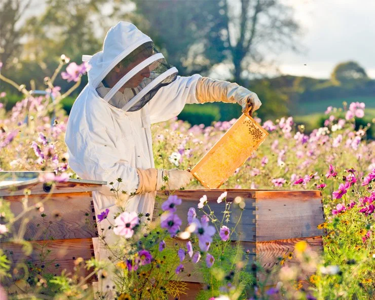 A beekeeper in protective gear inspecting a honeycomb frame at an apiary surrounded by flowers