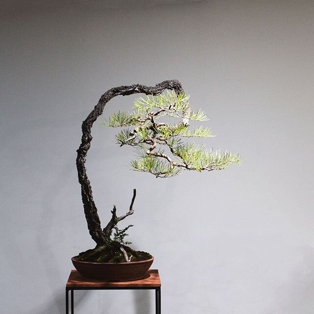 A. Littoralis. A retrospective shot from Last years Melbourne Convention exhibit. 
#treemakers
———————
#bluemountainsbonsai #hughgrantdesign #australianbonsai #australiannativebonsai #australiannativeplants #australiannativetrees #bonsai #trees #art 