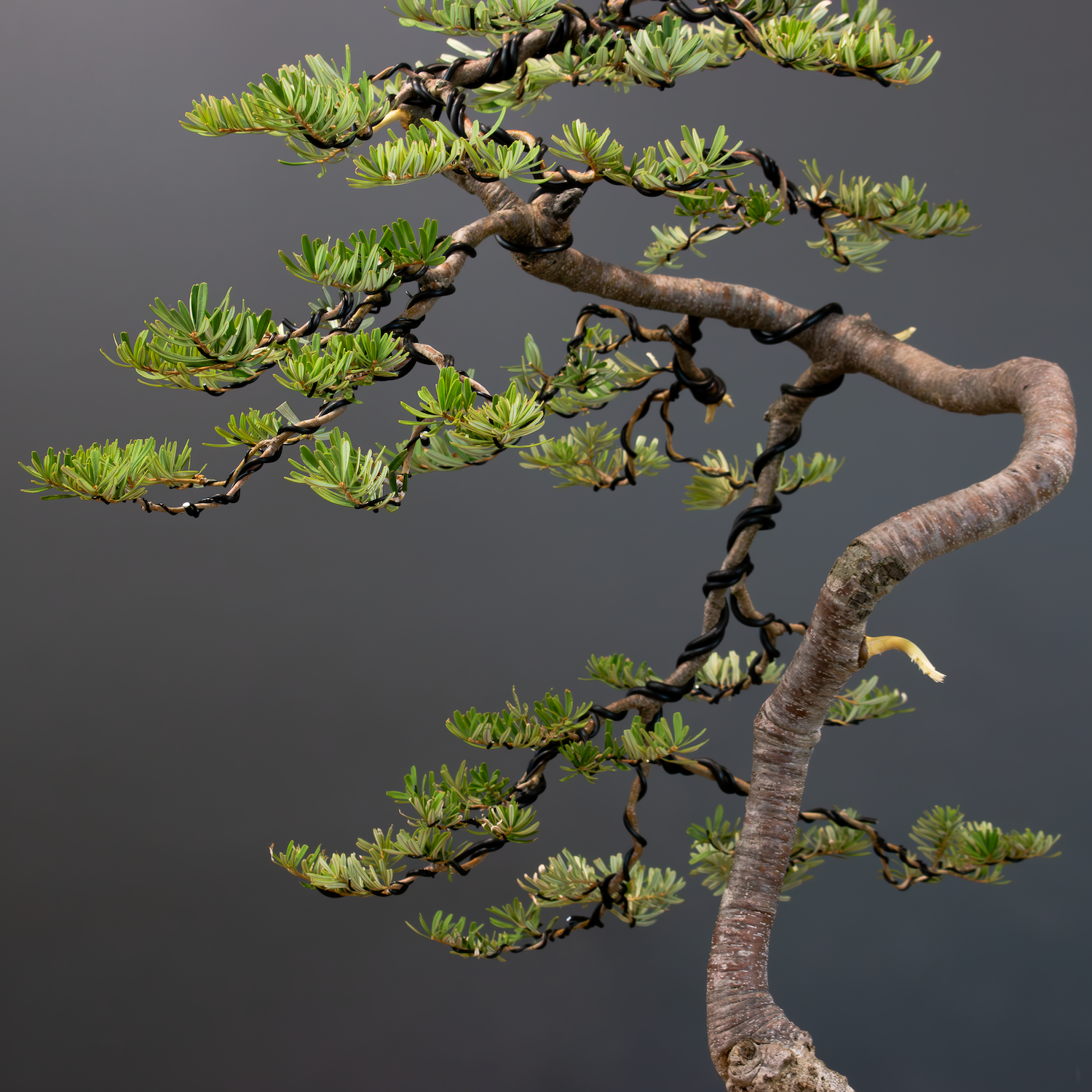 Banksia marginata_client tree_no1_December 03, 2023-2 _websize.png