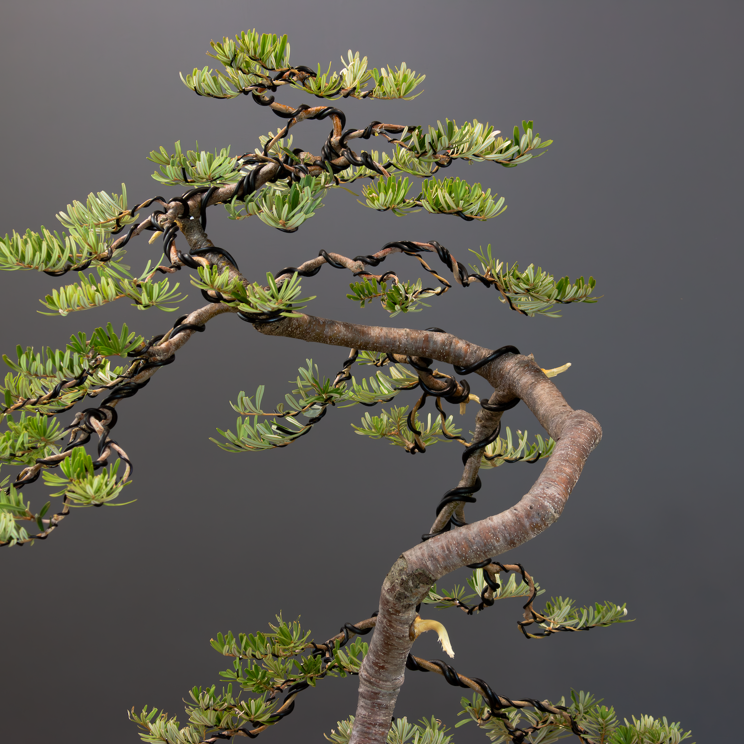 Banksia marginata_client tree_no1_December 03, 2023-4 _websize.png