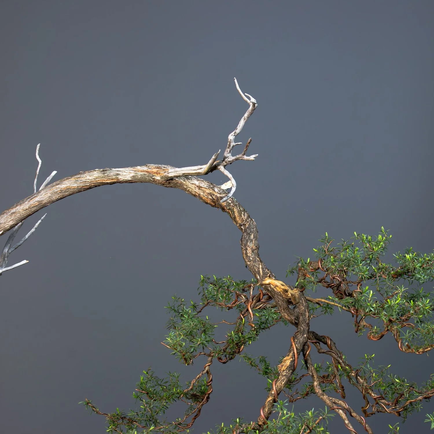 websize_White Kunzea_No6_Kunzea ambigua_ July, 21 2024-06.jpg