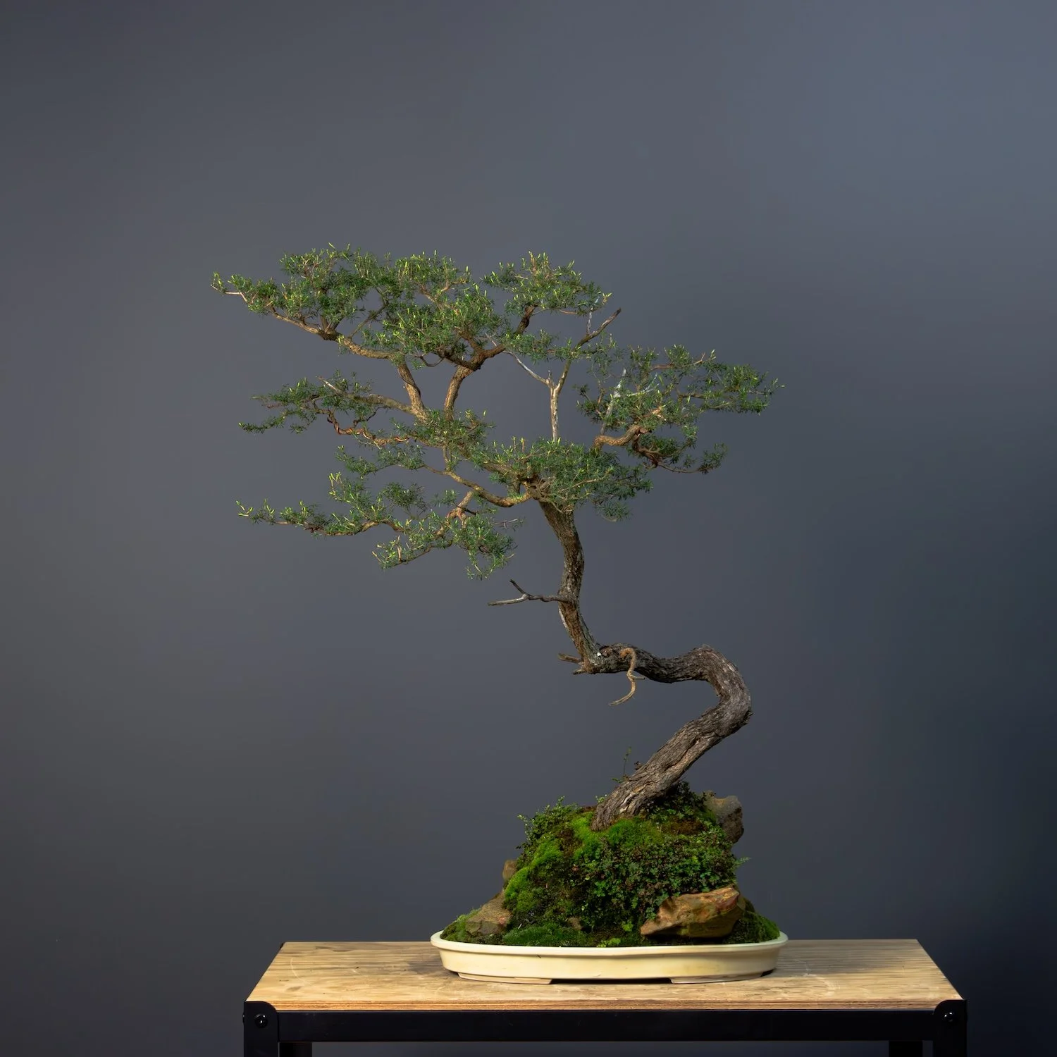 websize_White Kunzea_No7_Kunzea ambigua_ July, 21 2024-1.jpg