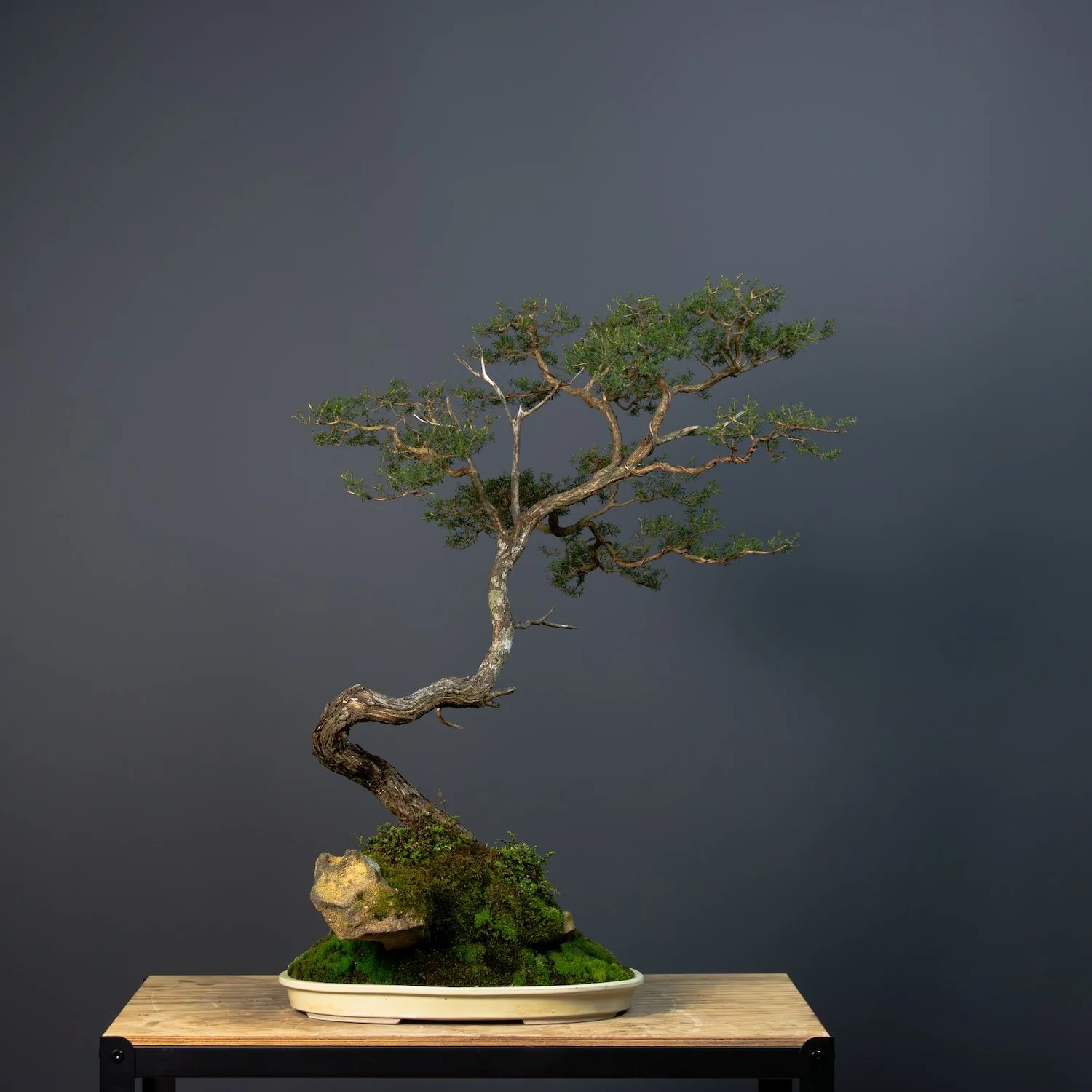 websize_White Kunzea_No7_Kunzea ambigua_ July, 21 2024-4.jpg