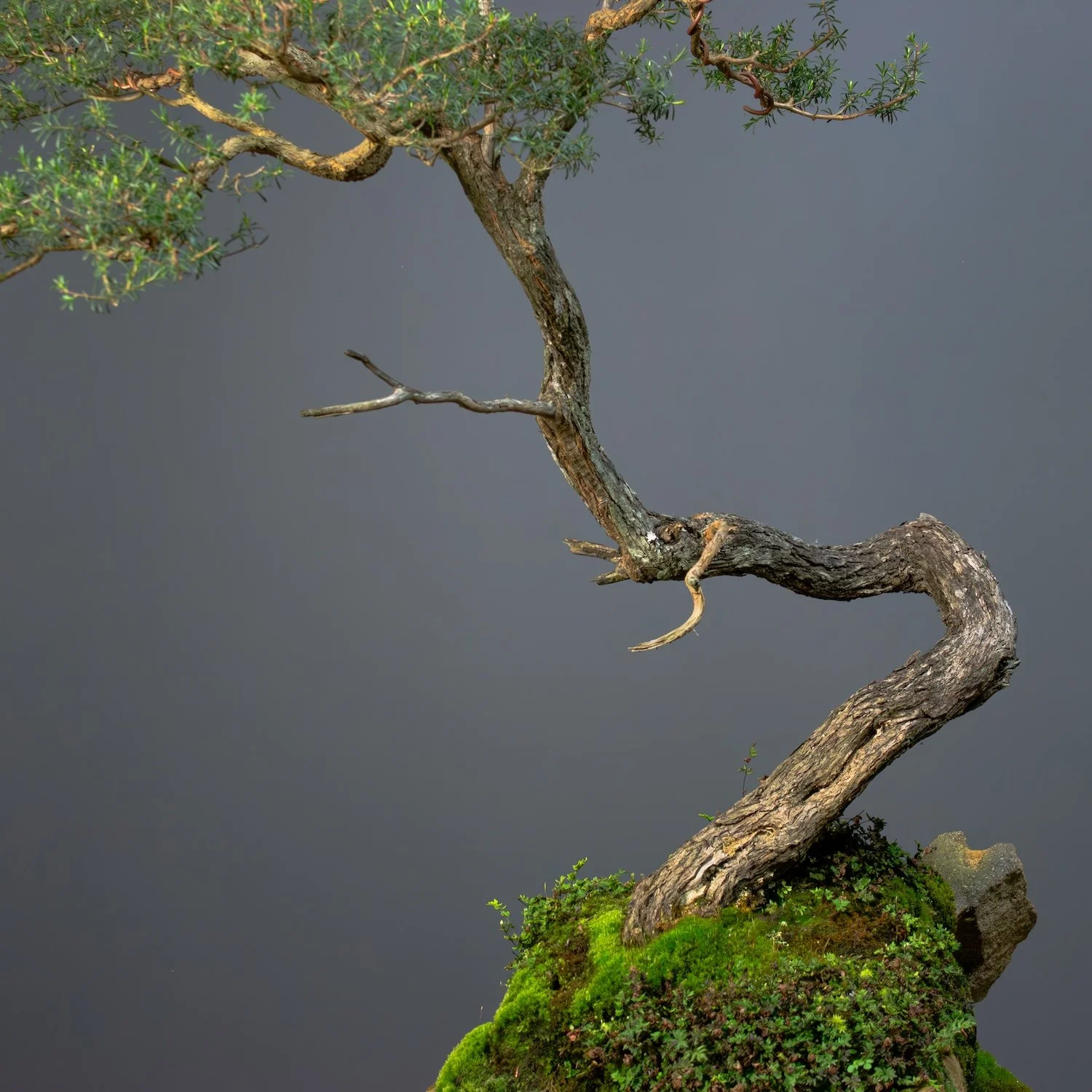 websize_White Kunzea_No7_Kunzea ambigua_ July, 21 2024-7.jpg