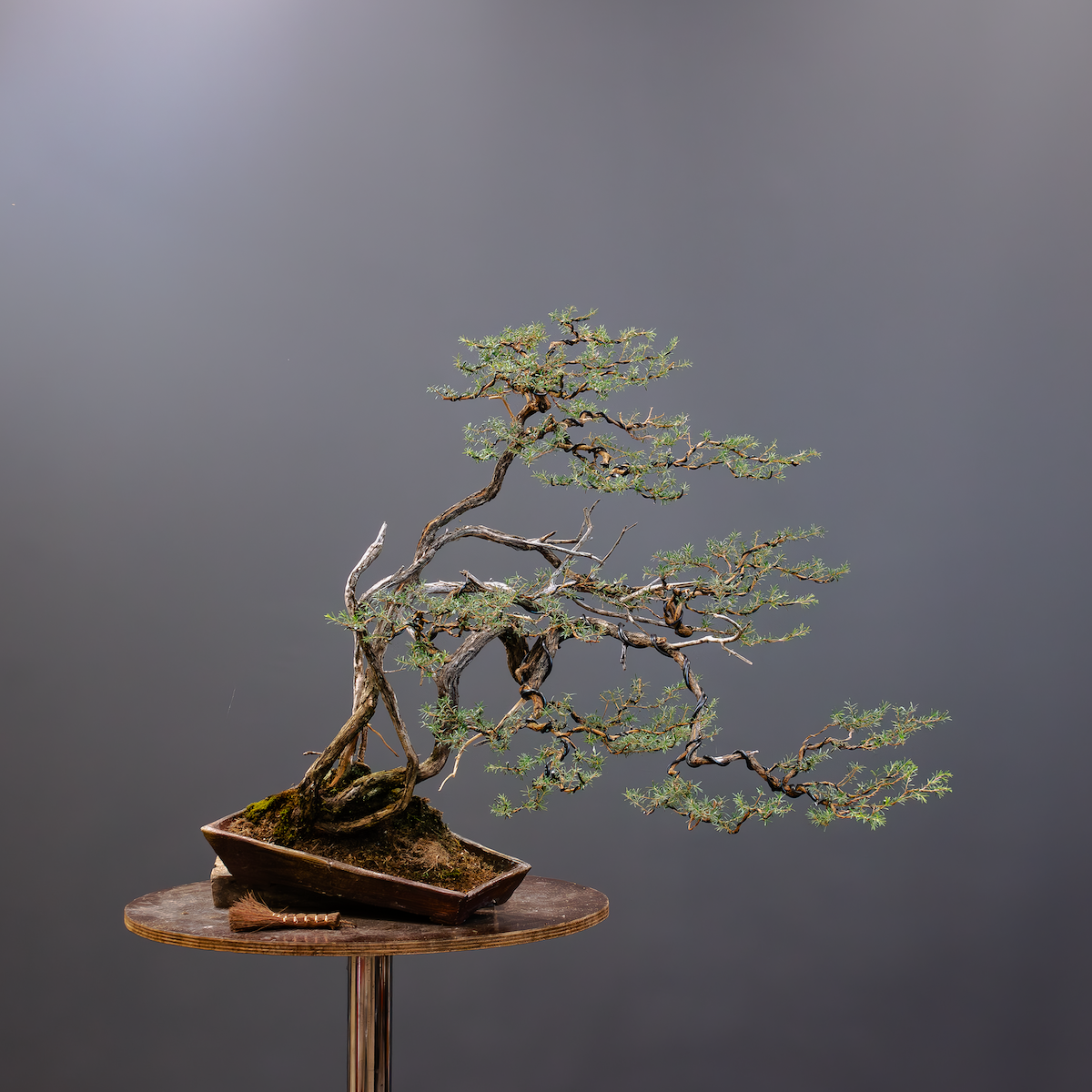 Styled tree (Copy) (Copy)