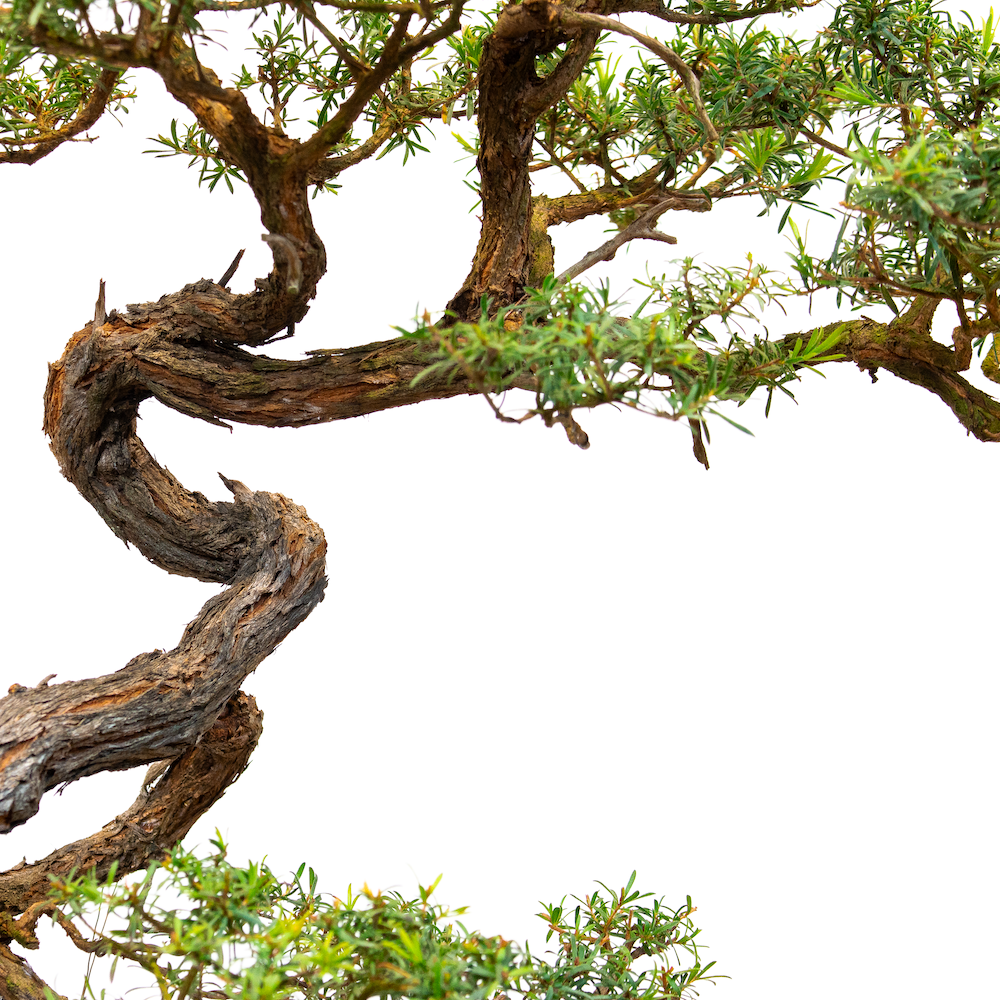 White_kunzea_no1_June 28, 2023-2 _small.png