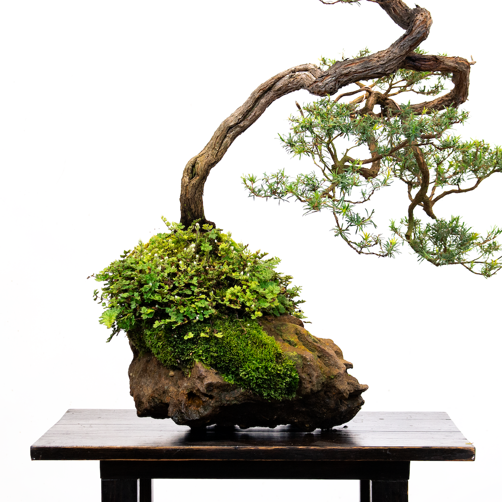 White_kunzea_no1_June 28, 2023-3 _small.png