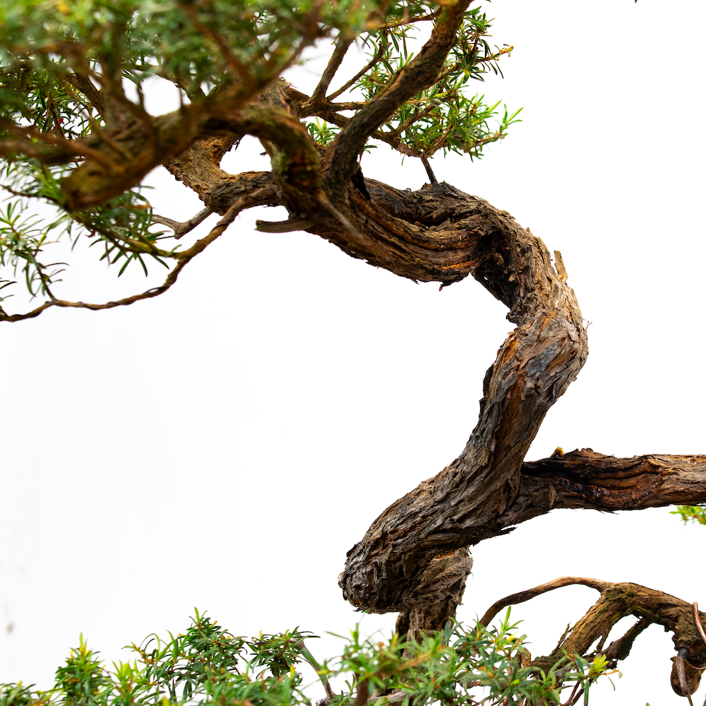 White_kunzea_no1_June 28, 2023-5 _small.png