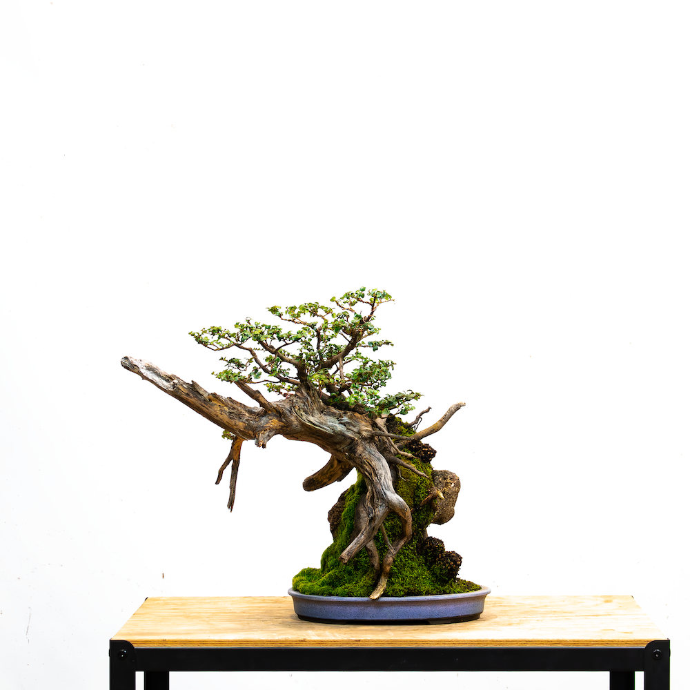 Myrtle_beech_no1_June 17, 2023-1 _small.png