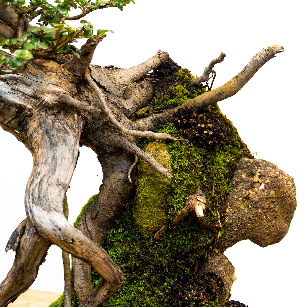 Myrtle_beech_no1_June 17, 2023-2 _small.png