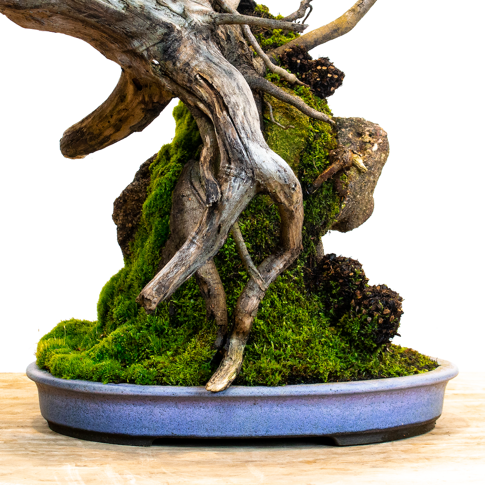 Myrtle_beech_no1_June 17, 2023-4 _small.png