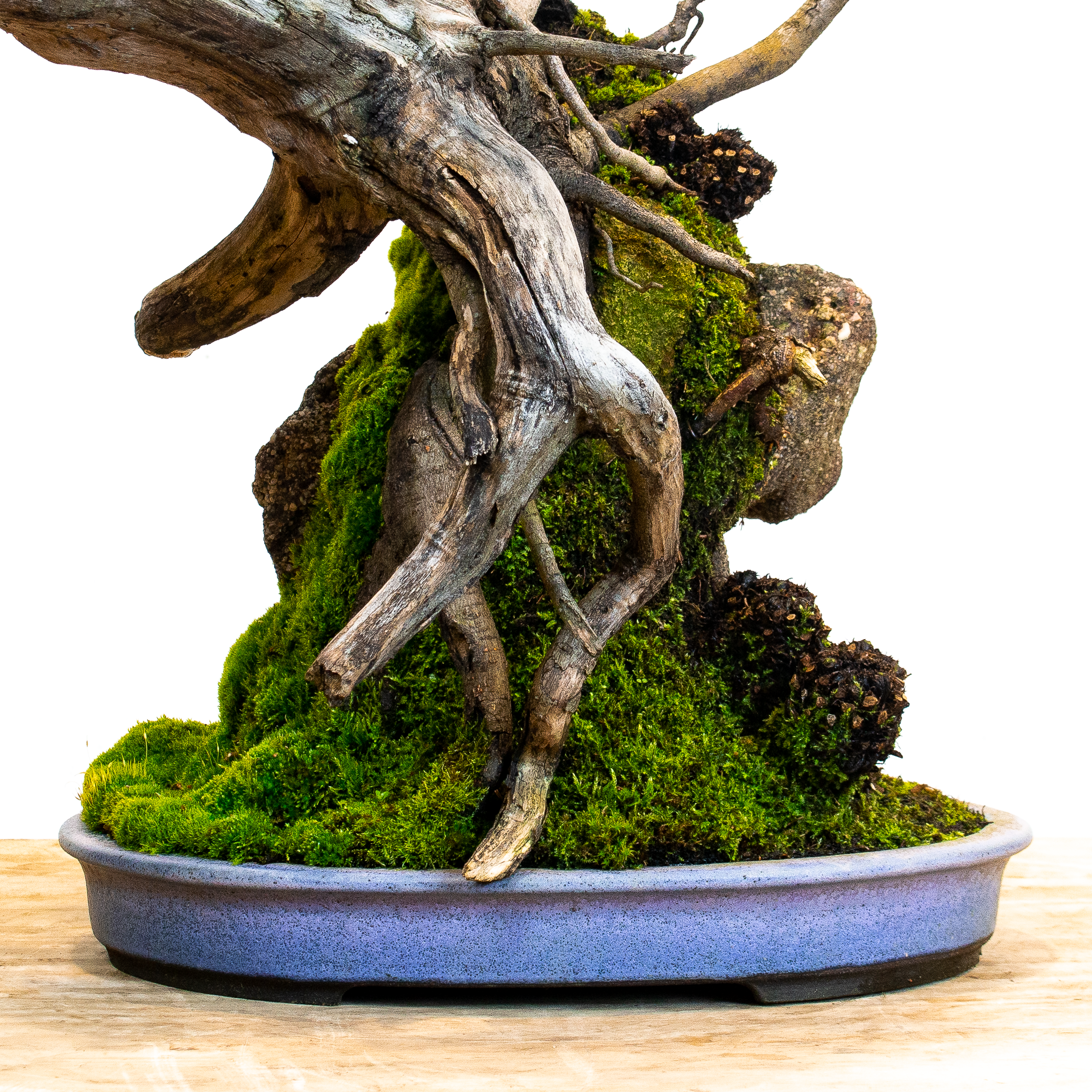 Myrtle_beech_no1_June 17, 2023-4.png