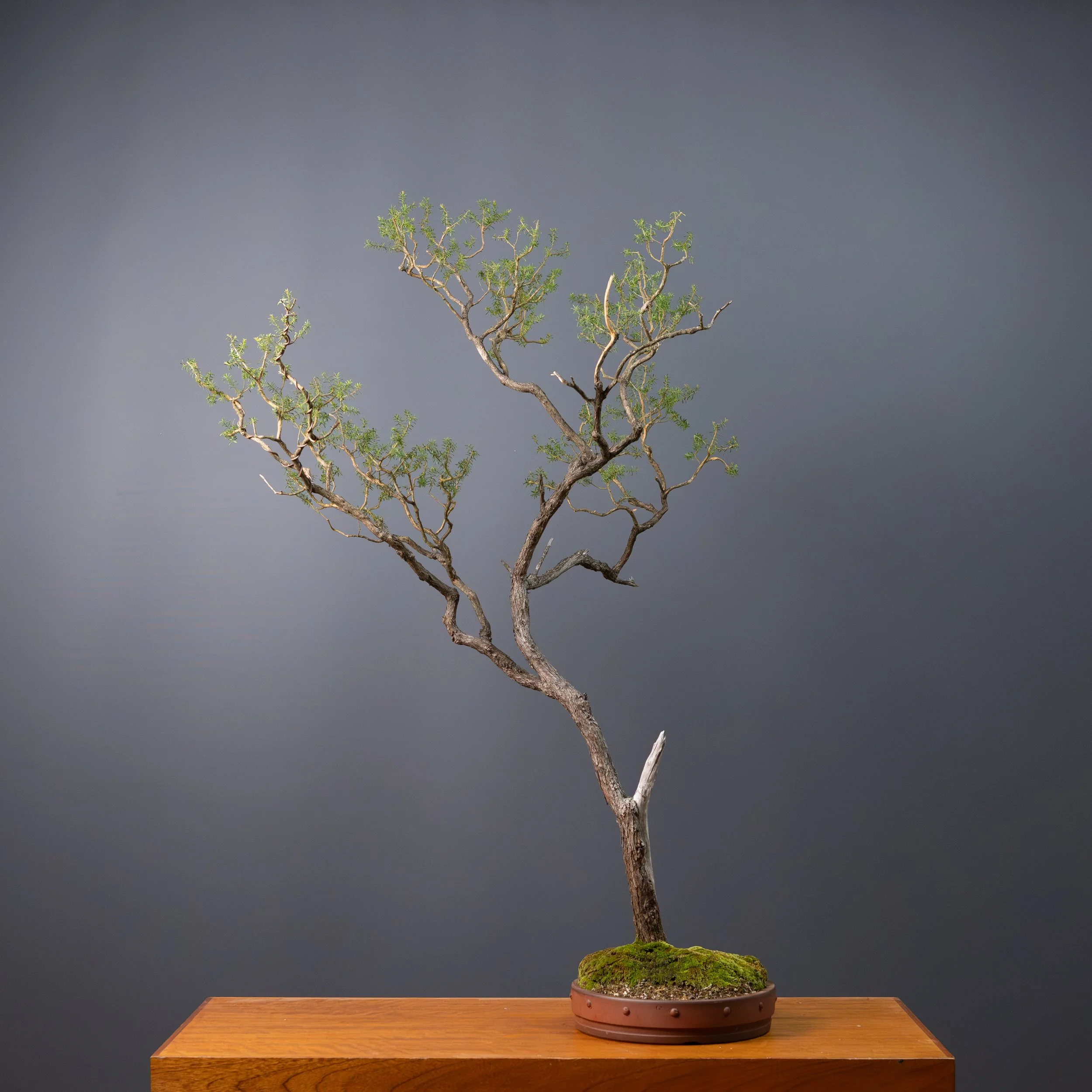 2026-03-30_White Kuzea_no7-8.jpg