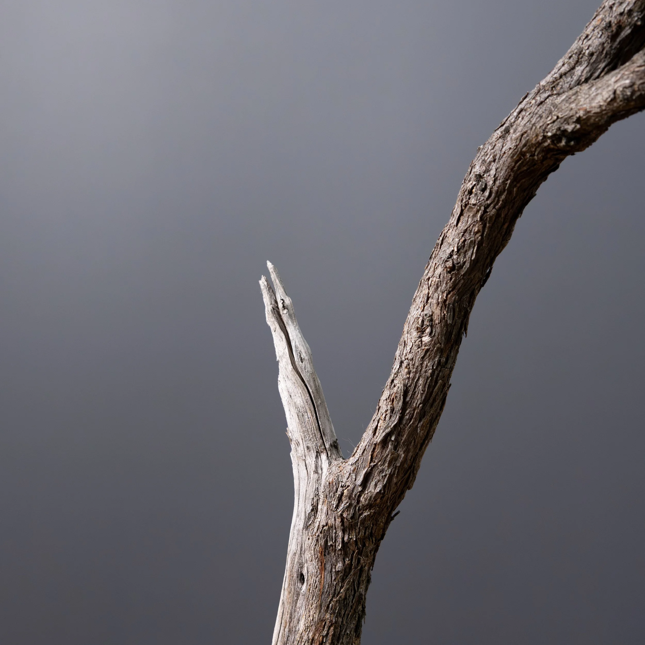 2026-03-30_White Kuzea_no7-2.jpg