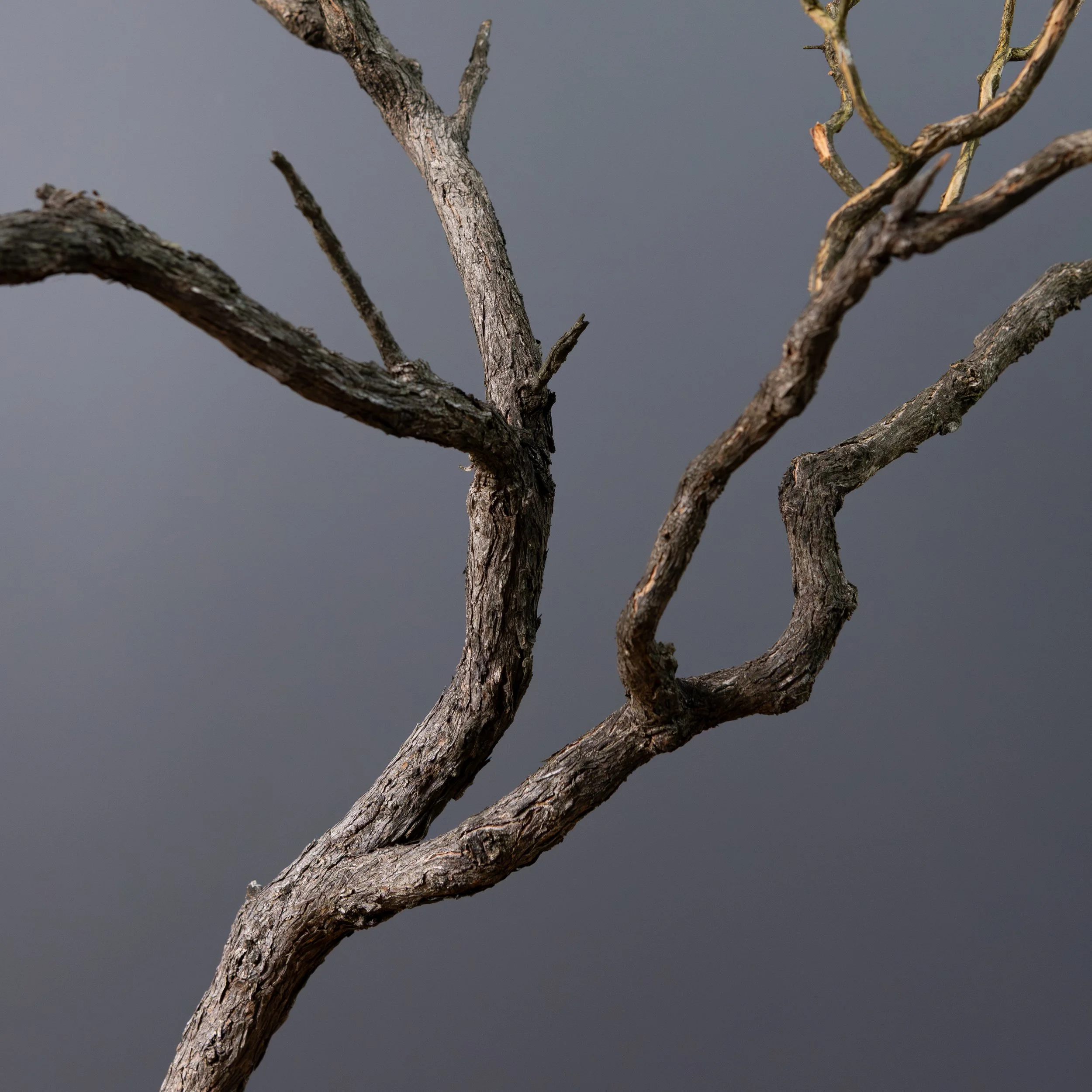 2026-03-30_White Kuzea_no7-3.jpg