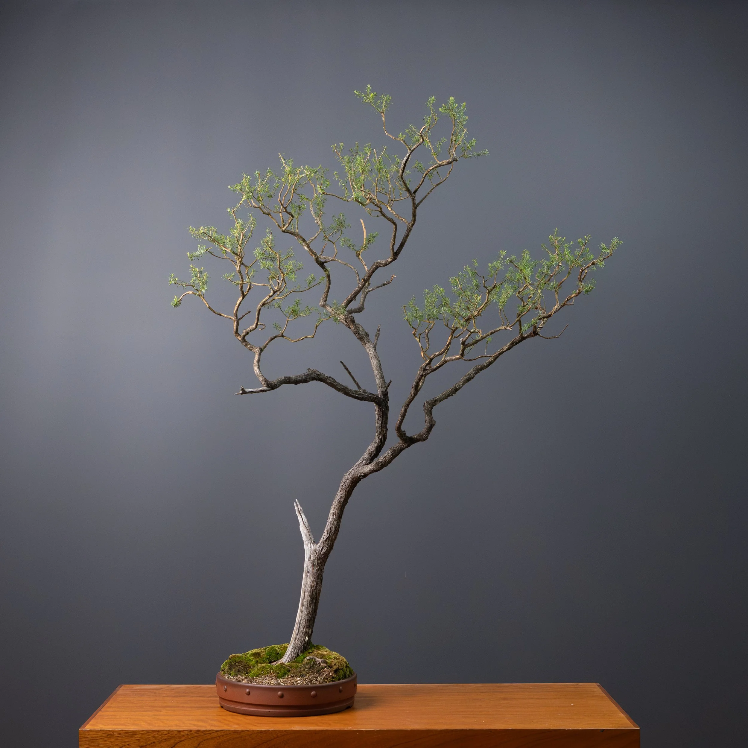 2026-03-30_White Kuzea_no7-10.jpg