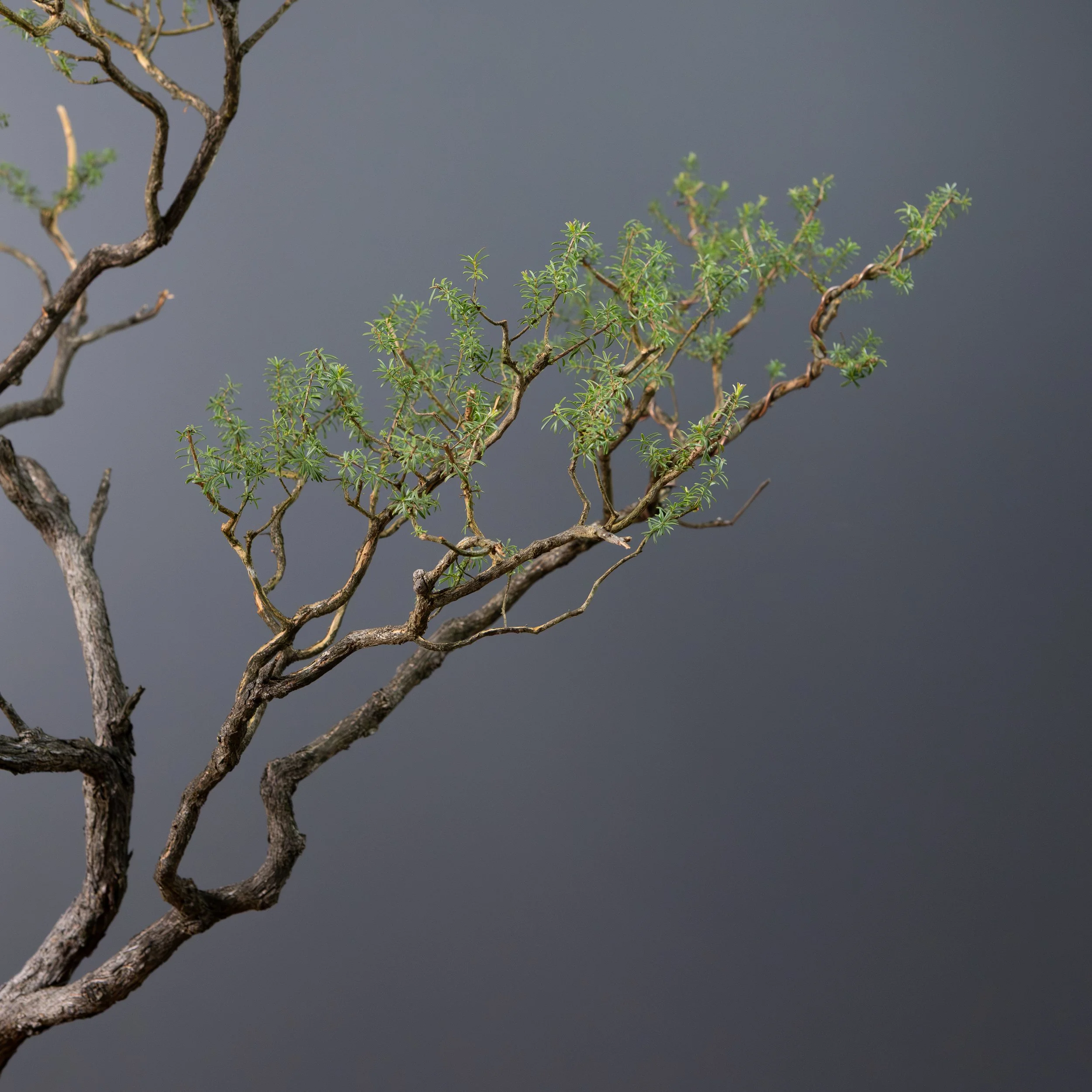 2026-03-30_White Kuzea_no7-4.jpg