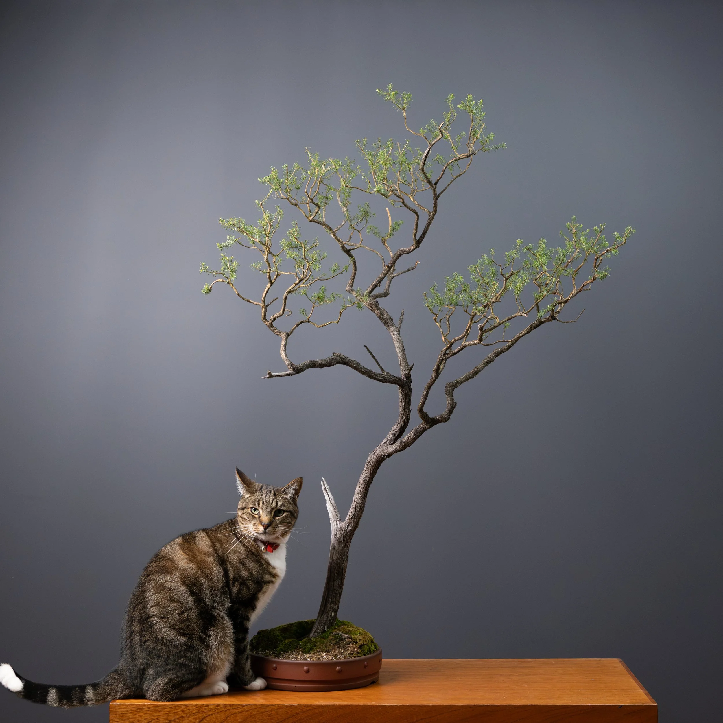 2026-03-30_White Kuzea_no7-9.jpg