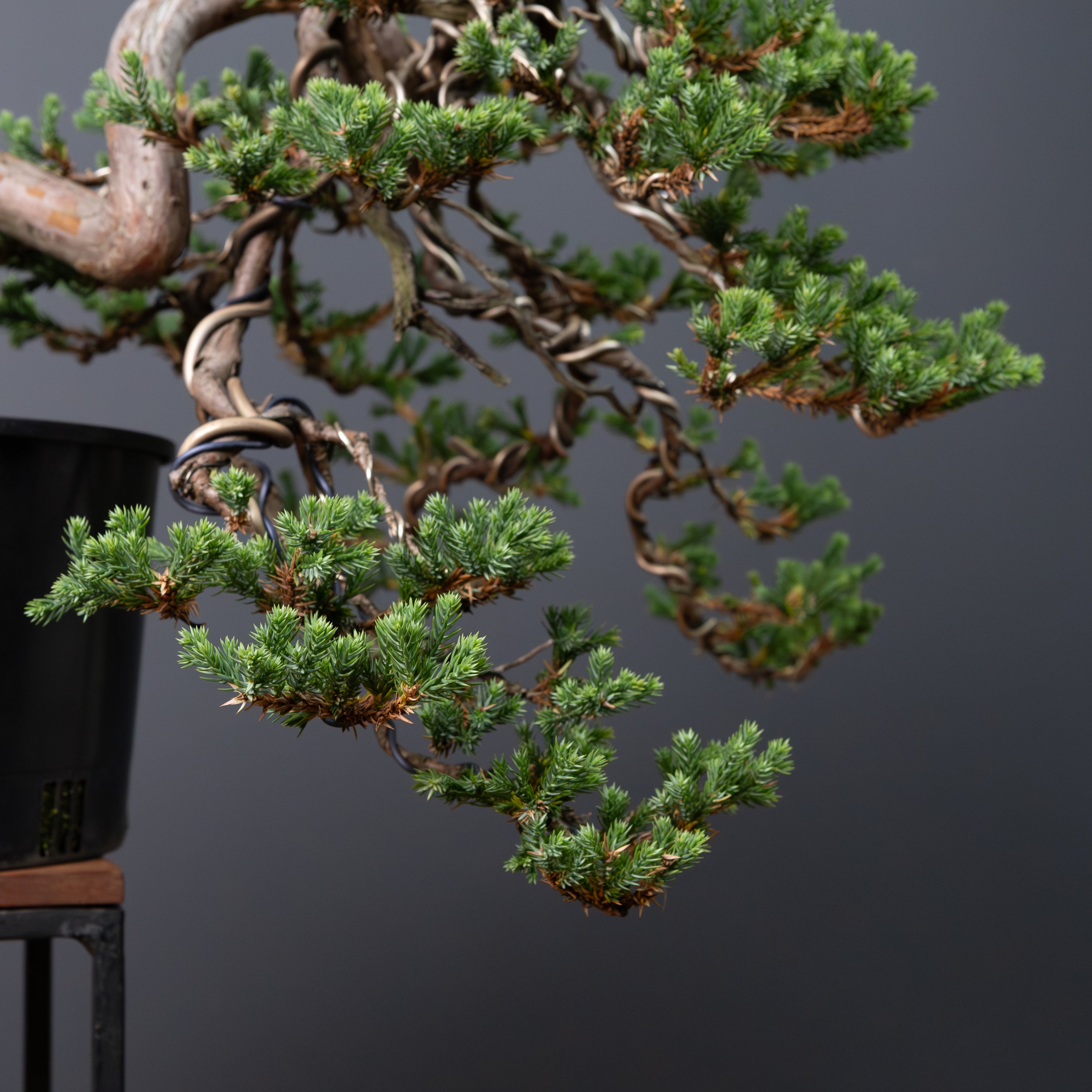 2026-04-04_procumbens_juniper-7.jpg