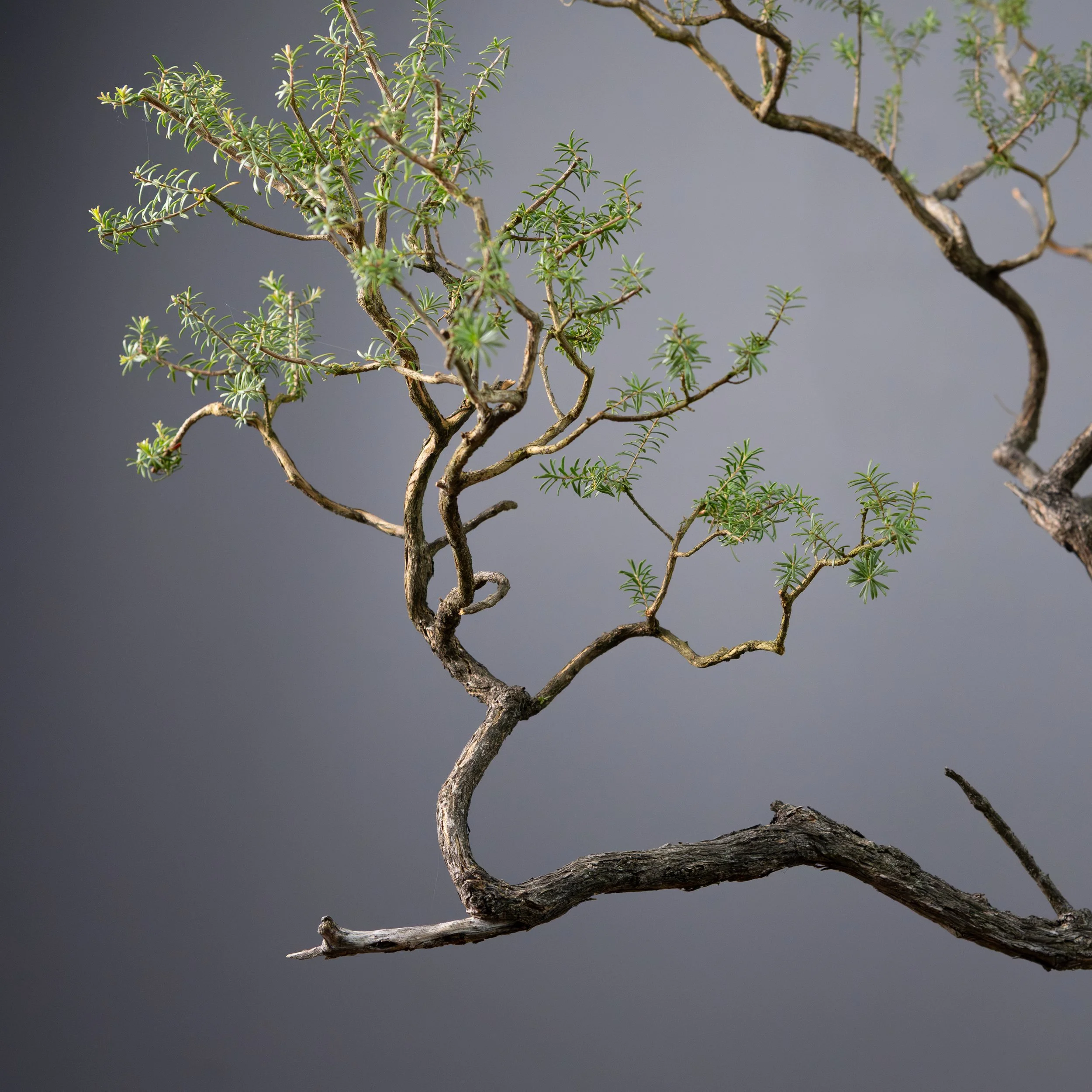 2026-03-30_White Kuzea_no7-1.jpg