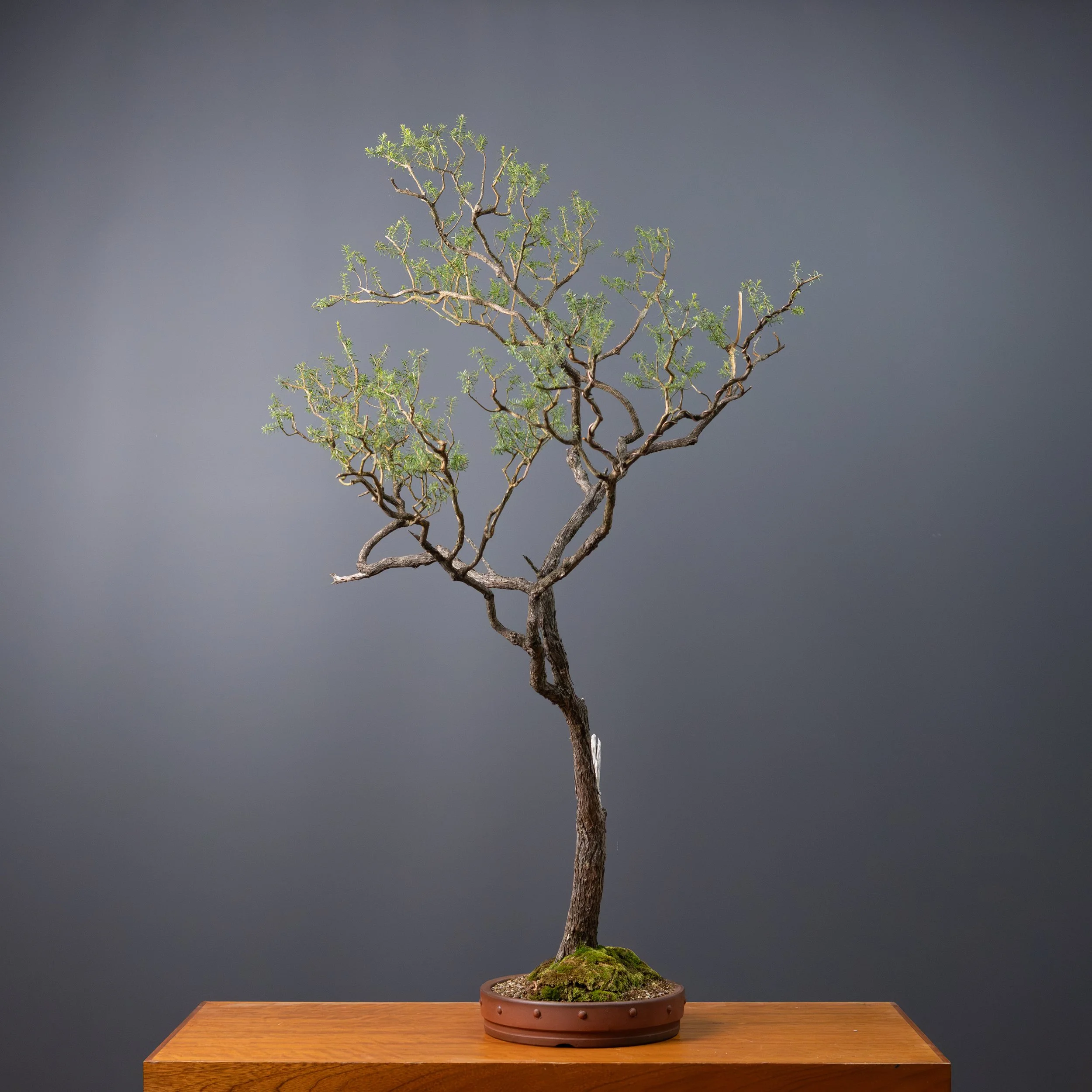 2026-03-30_White Kuzea_no7-7.jpg