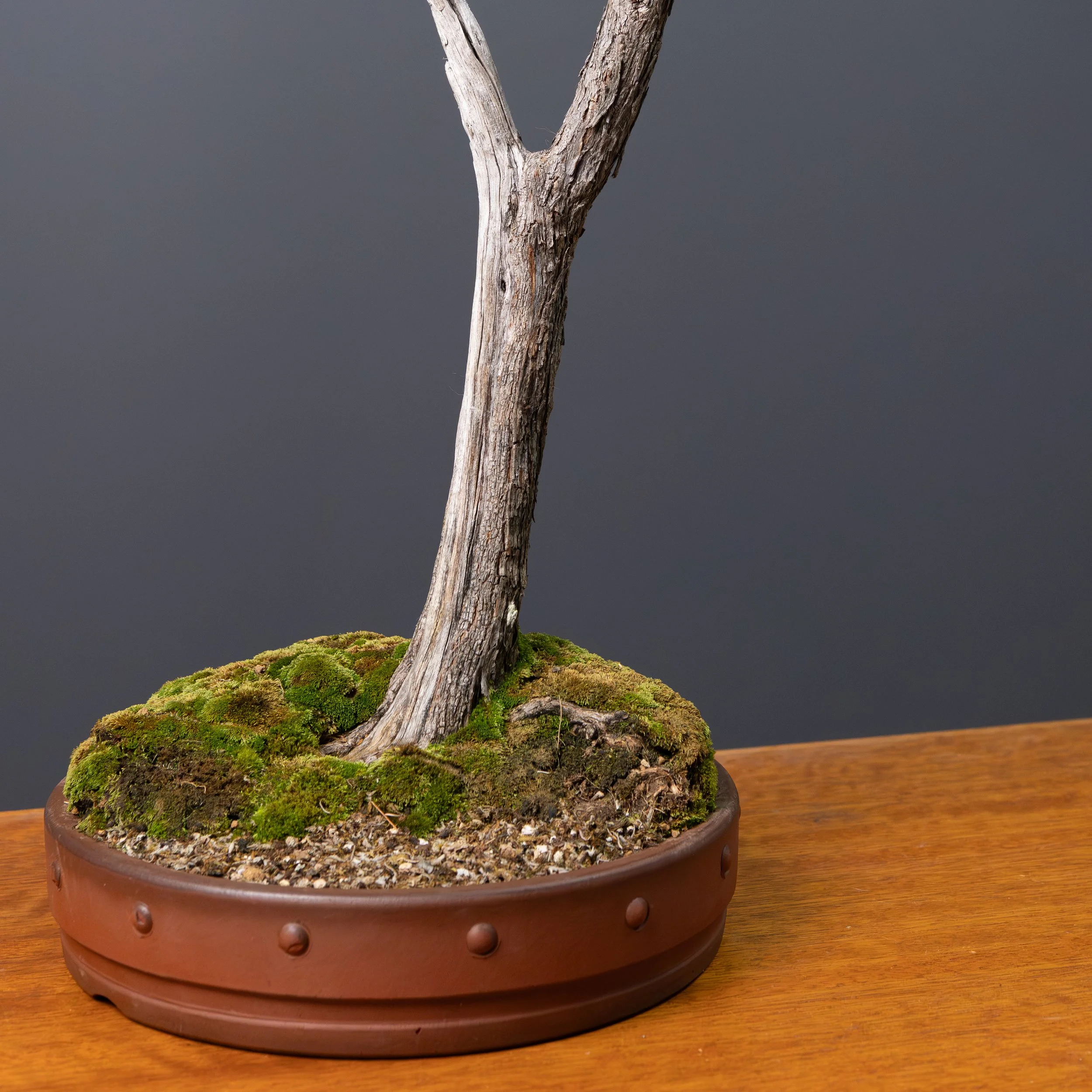 2026-03-30_White Kuzea_no7-5.jpg