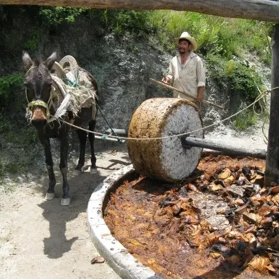 Mezcal Distillery Single Day Excursions