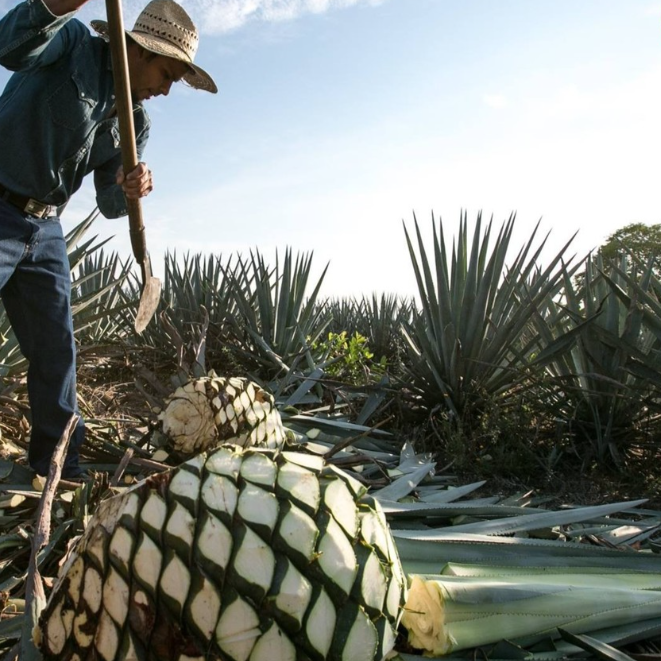 Exclusive Mezcal Tour