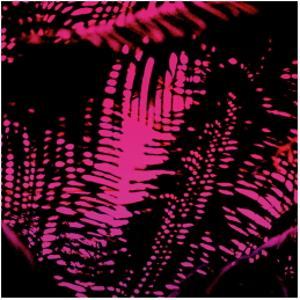 PINK NOISE (Neon Nature)