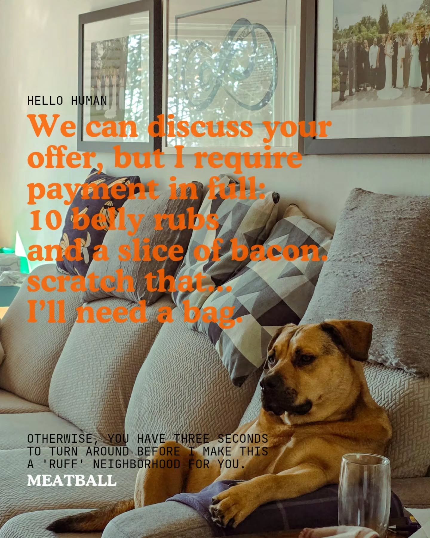 Inner peace.
Inner peace.
Inner peace.

DING DONG.
HI ROGERS Human holding the clipboard.
I'm not signing anything, and neither is my human.

Here's a plan I can offer you.

10 belly rubs and a slice of bacon...
Scratch that. BAG OF BACON.

So anyhoo