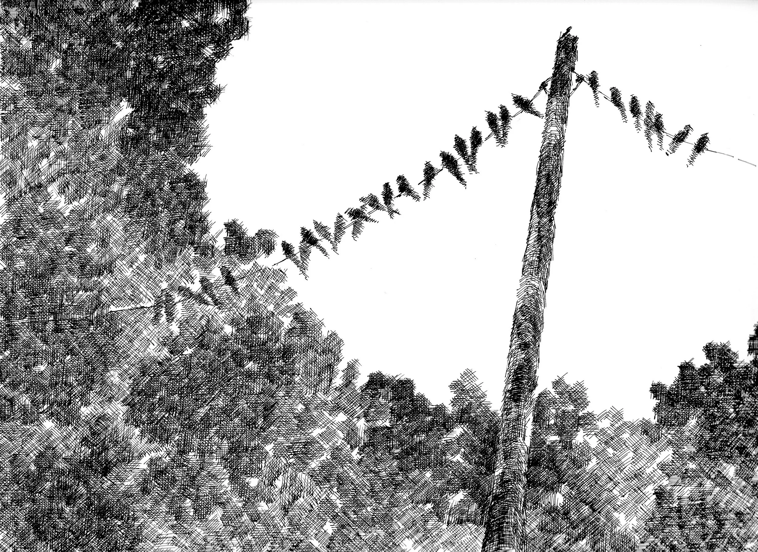 On the Line , Ink on Bristol Board, 24 x 32 cm