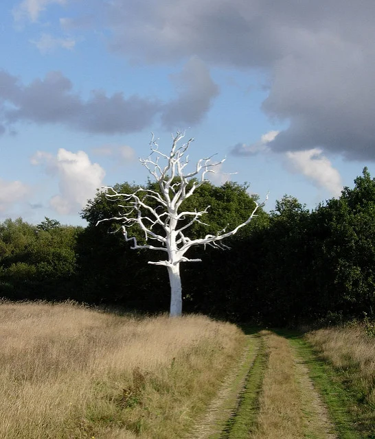 A120 Ghost Tree , 1800 x 1700 cm