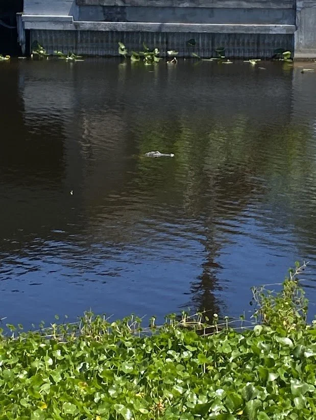 A body of water with floating green aquatic plants at the edge and a duck swimming in the middle. A building with a grey metal fence is visible in the background.