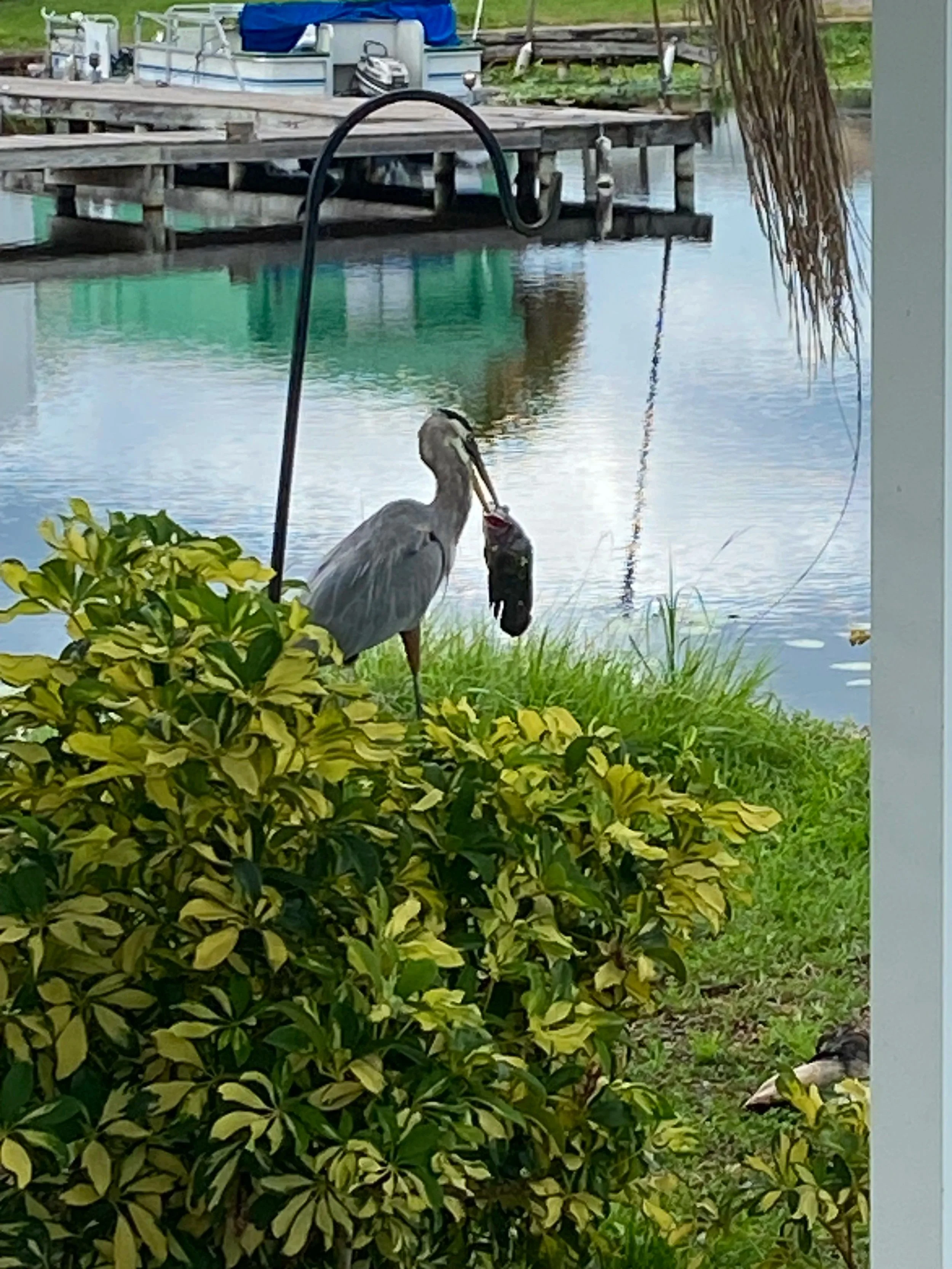 A heron standing next to a bush by the water, holding a fish in its beak, near a dock with boats.