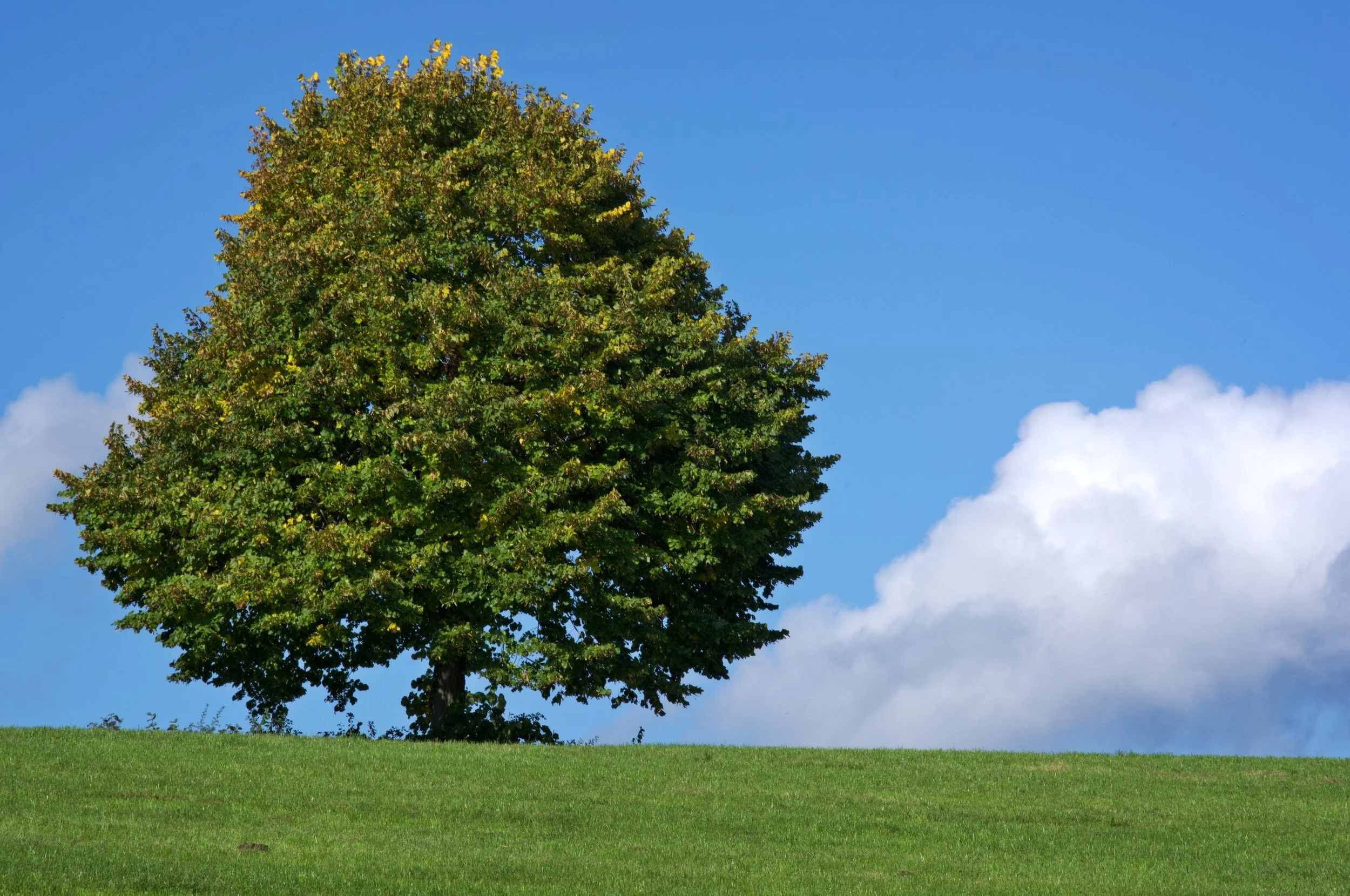 baum 2.jpg
