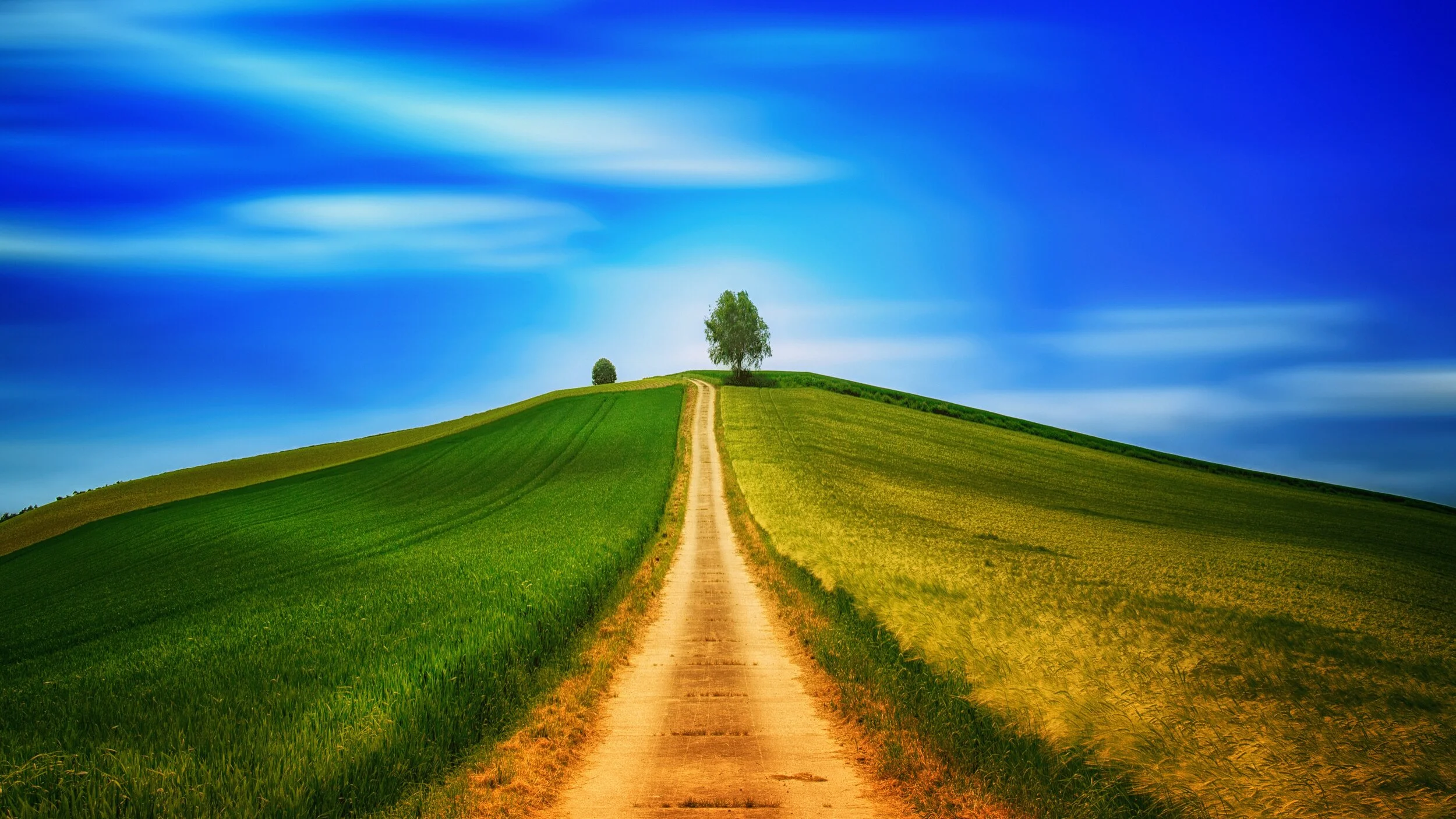 weg mit baum.jpg