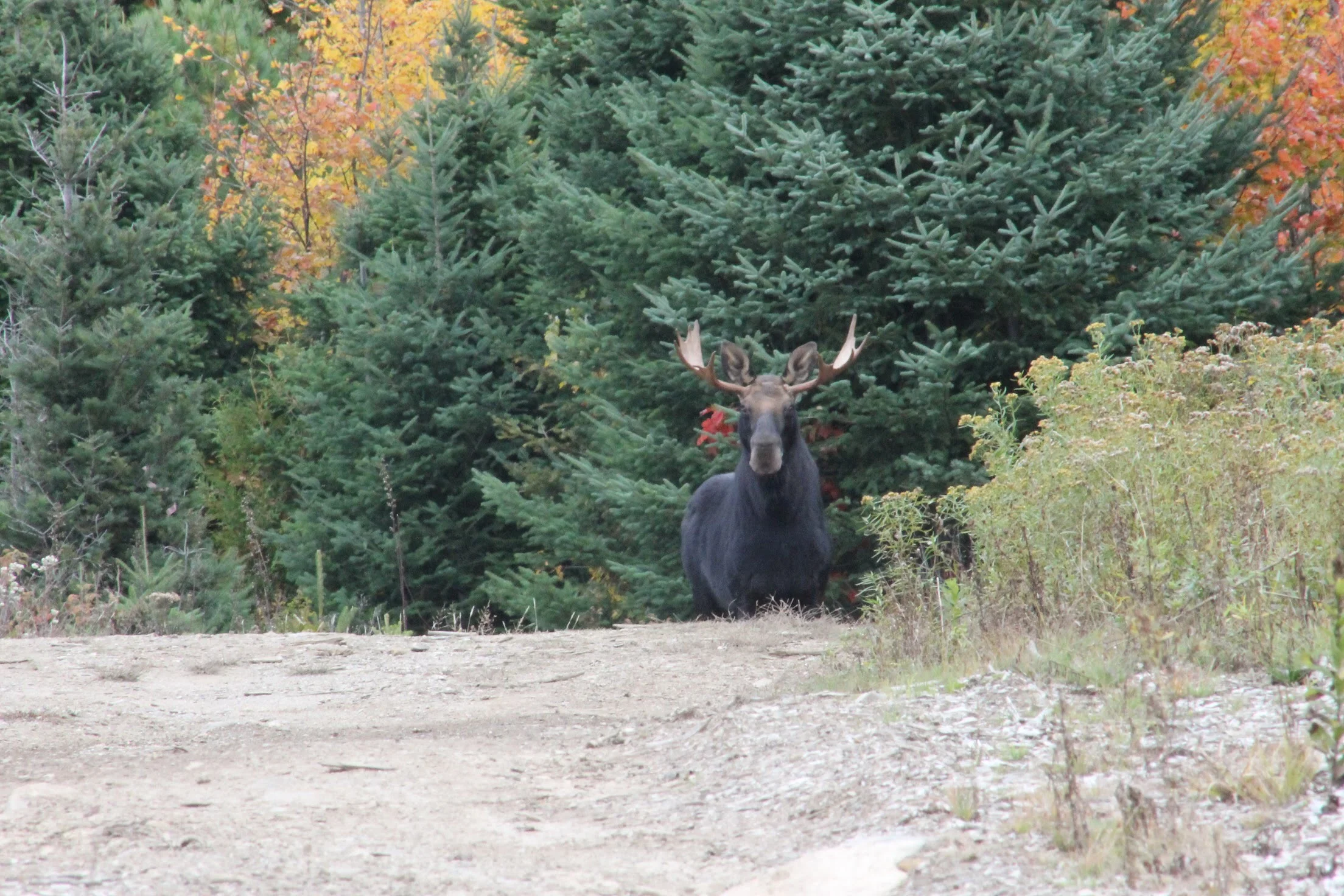 bull-moose-van-tour.jpg