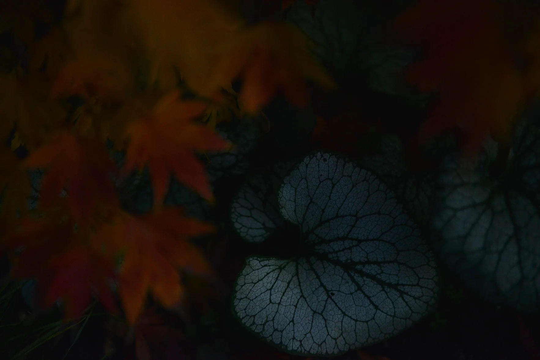 Red leaves heart leaf.jpg