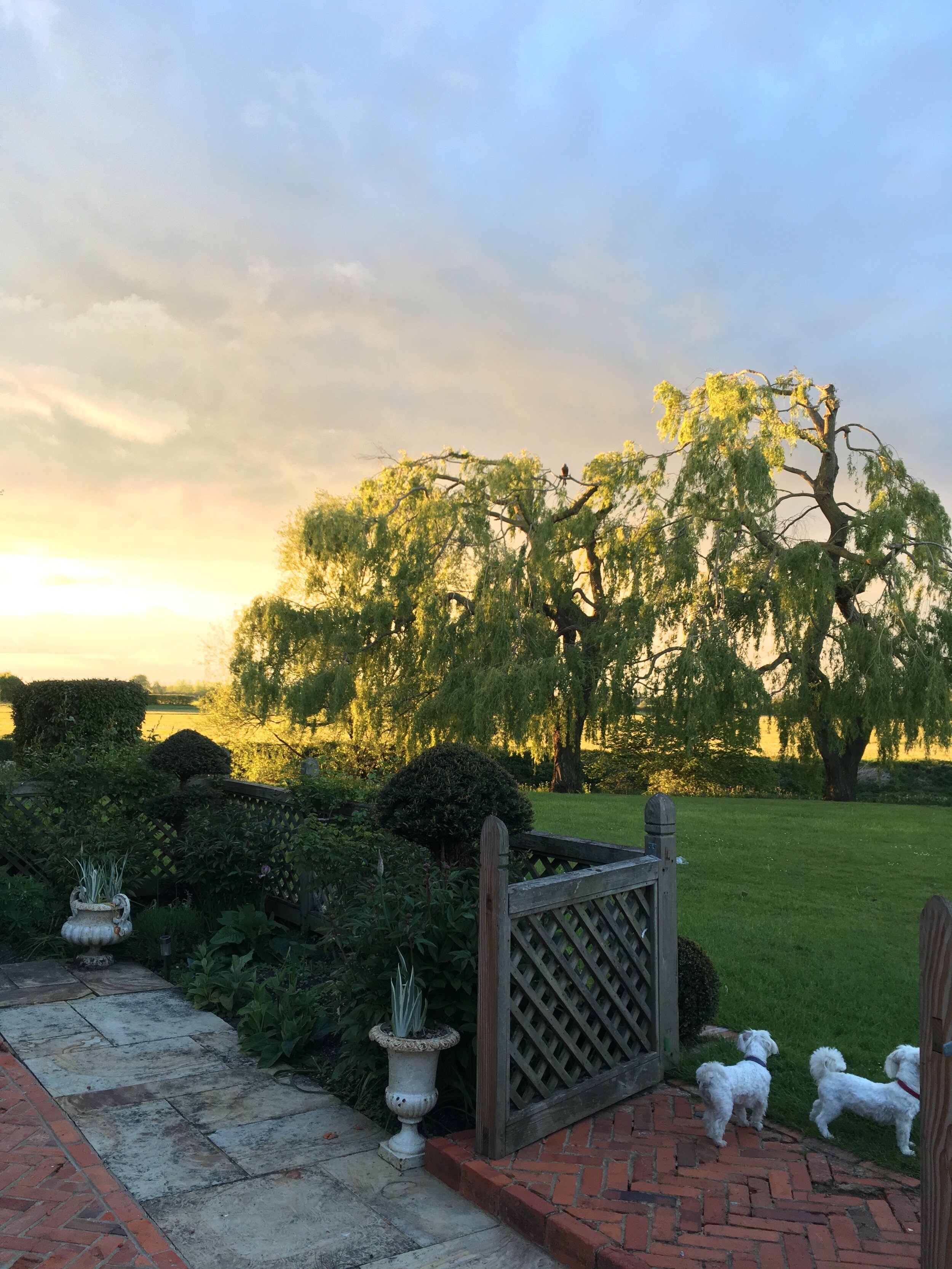 Willows sunset.jpg